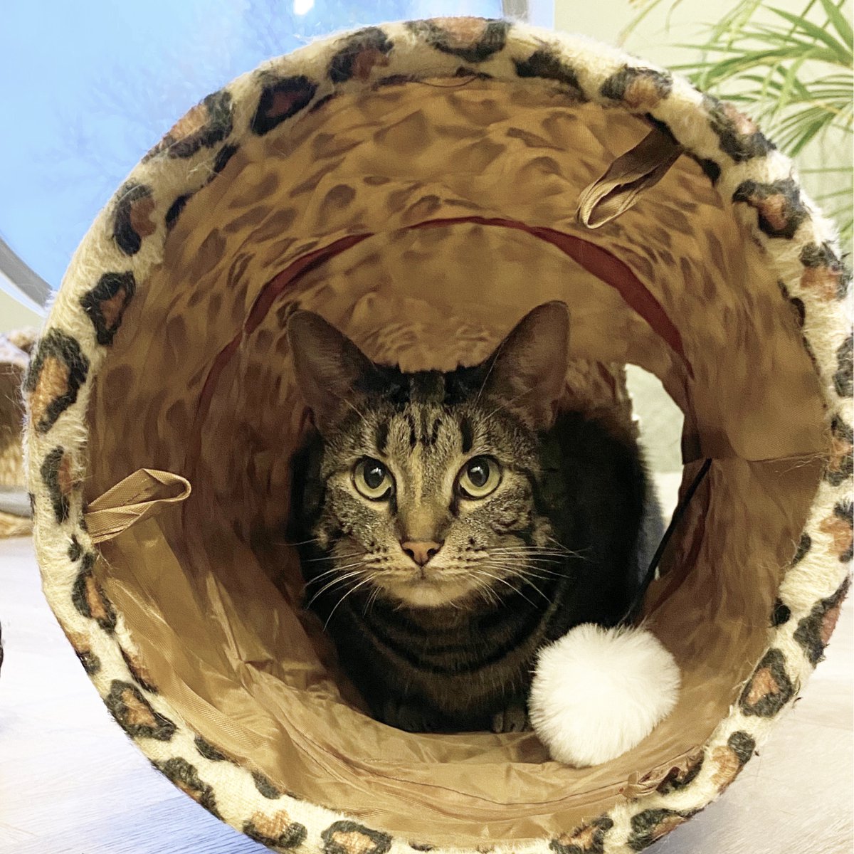 Moowi - Kattentunnel Luipaardprint - 125 Cm - Speeltunnel - Tijgerprint