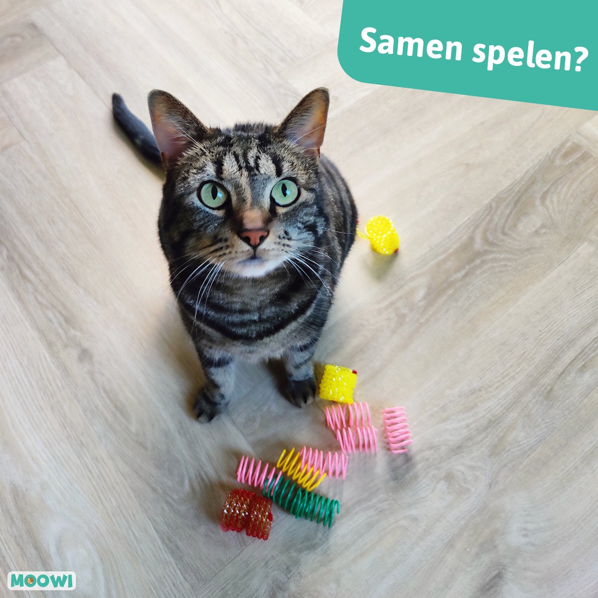 Moowi - Springveren 30 Stuks - Kat - Kattenveertjes - Kattenspeelgoed