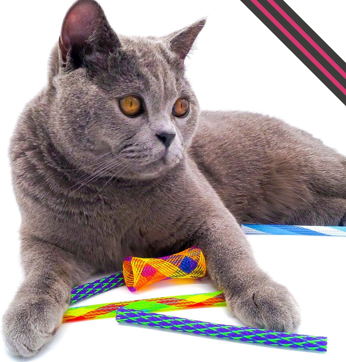  Make Me Purr Kitty Boinks Springveren (10 Stuks) - Kattenspeeltjes - Kattenspeelgoed - Speelgoed Voor Katten Veertjes - Kat Speeltje Springveer - Kitten Speeltjes Springveertjes - Kattenveertjes