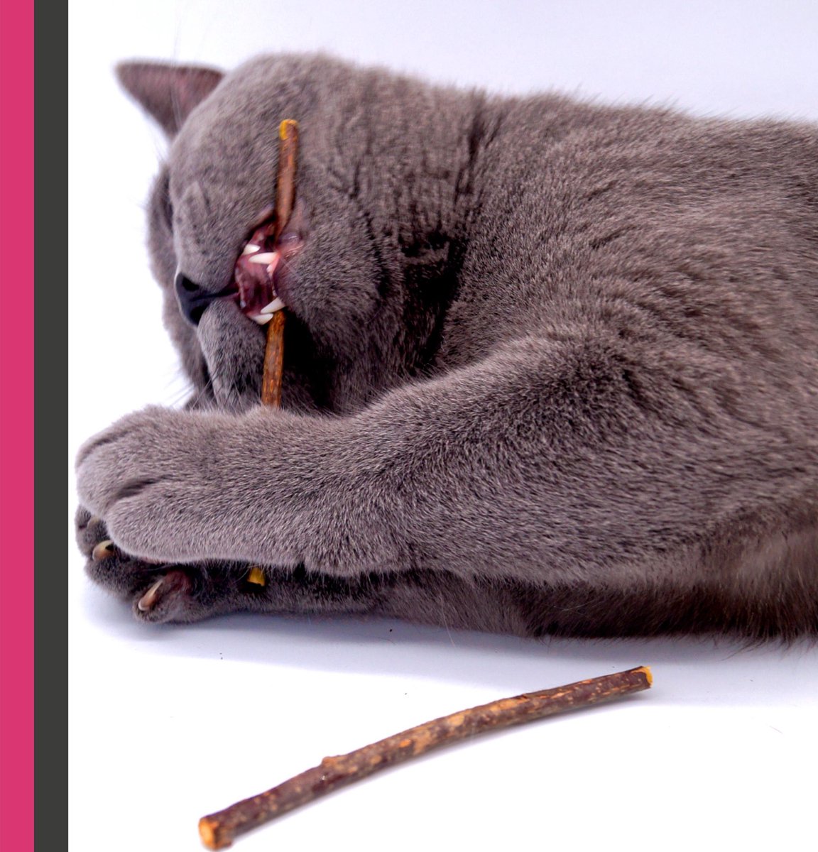  Make Me Purr Matatabi Sticks (10 Stuks) - Silver Vine Kattenkruid Stokjes - Catnip Effect Kauwstokjes - Kattensnack Kattensnoepjes - Kattenspeelgoed Kattenspeeltjes