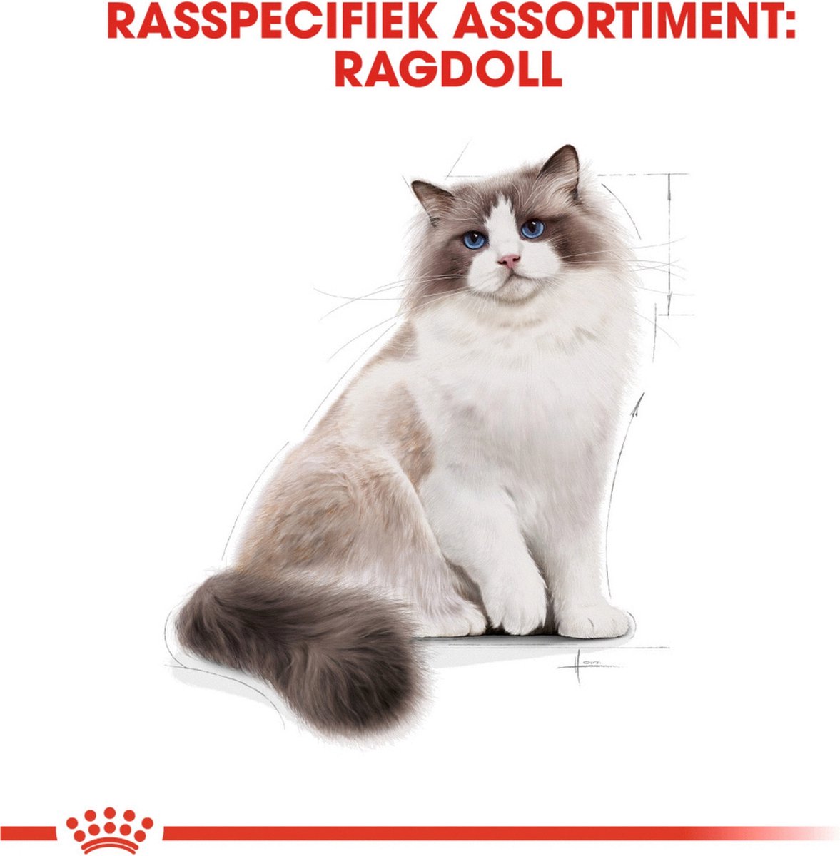  Royal Canin Ragdoll Adult - Kattenvoer - 2 Kg