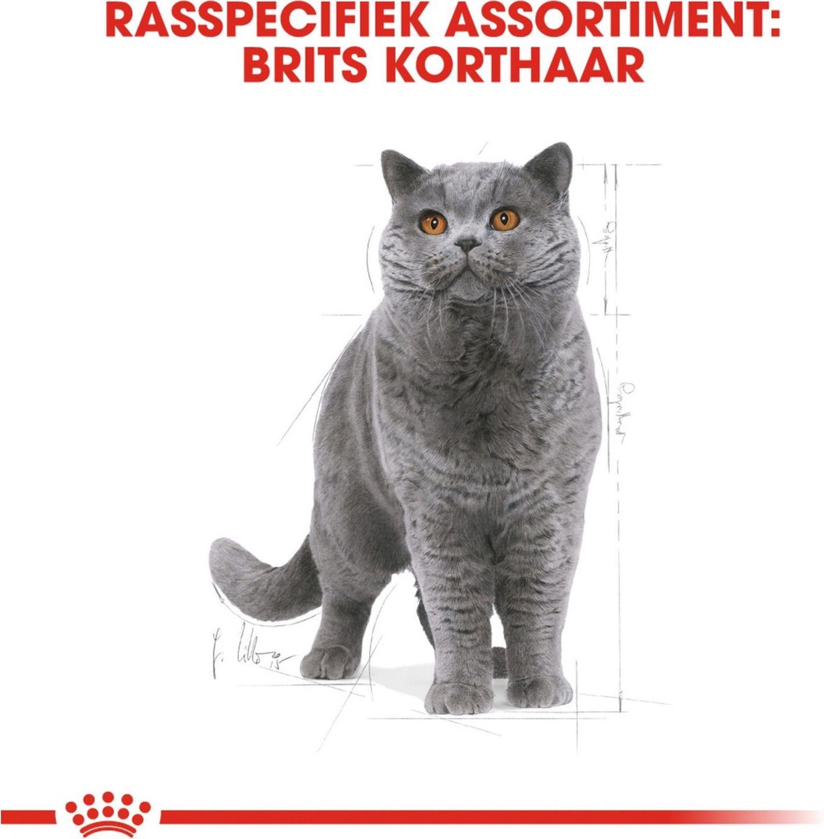  Royal Canin British Shorthair Adult - Kattenvoer - 4 Kg