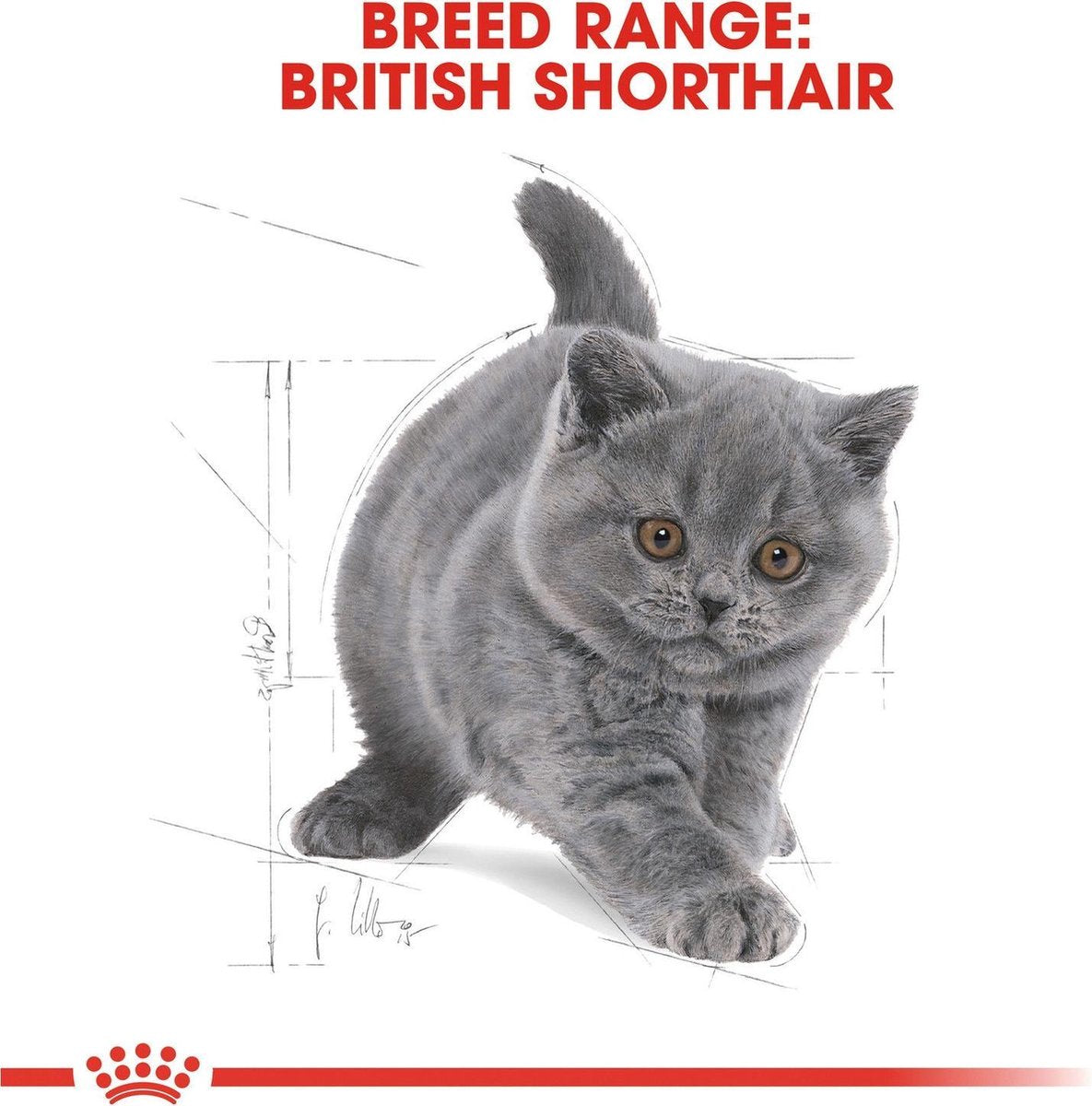  Royal Canin British Shorthair Kitten - 2 Kg