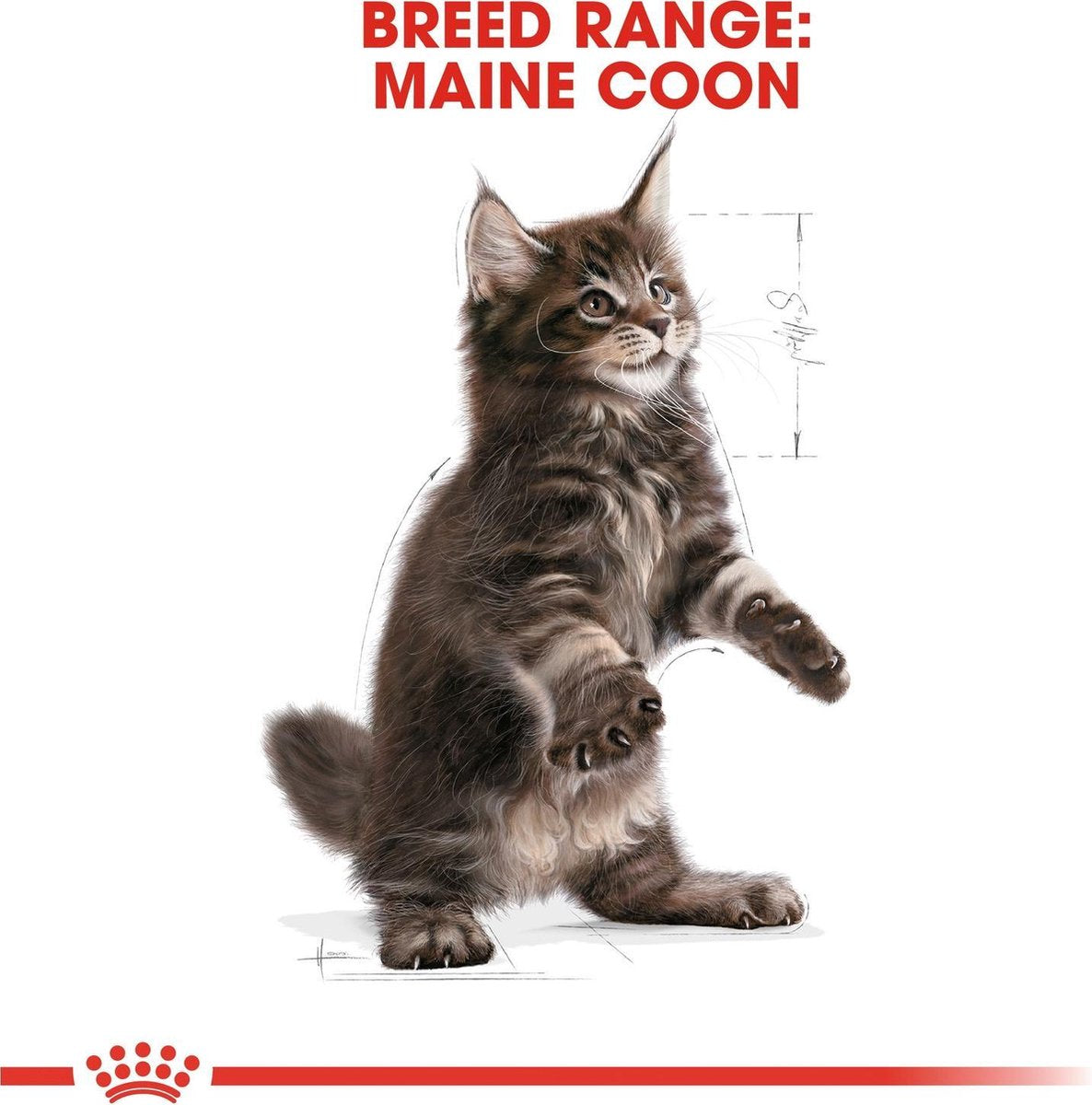  Royal Canin Maine Coon Kitten - Kattenvoer - 4 Kg