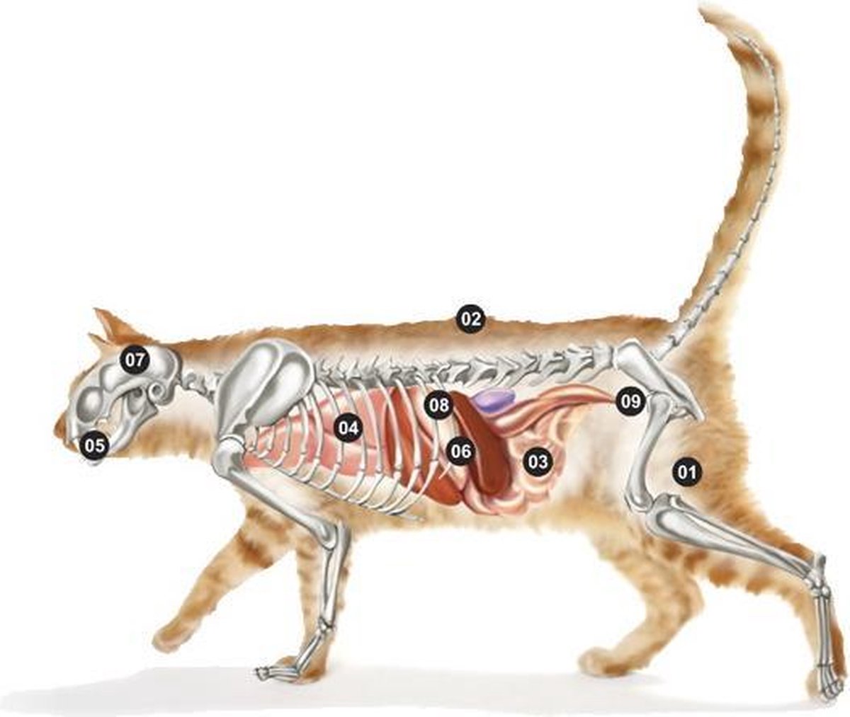  Micho Adult Cat - Premium Kattenvoer - 15 Kg