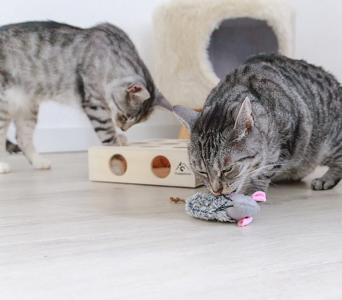  Pfotenolymp® Interactief Kattenspeelgoed / Speeldoos Met Speelballen &amp; Speelmuis - Houten Speelgoed Voor Katten - Mollenspel / Vangspel / Jachtspel