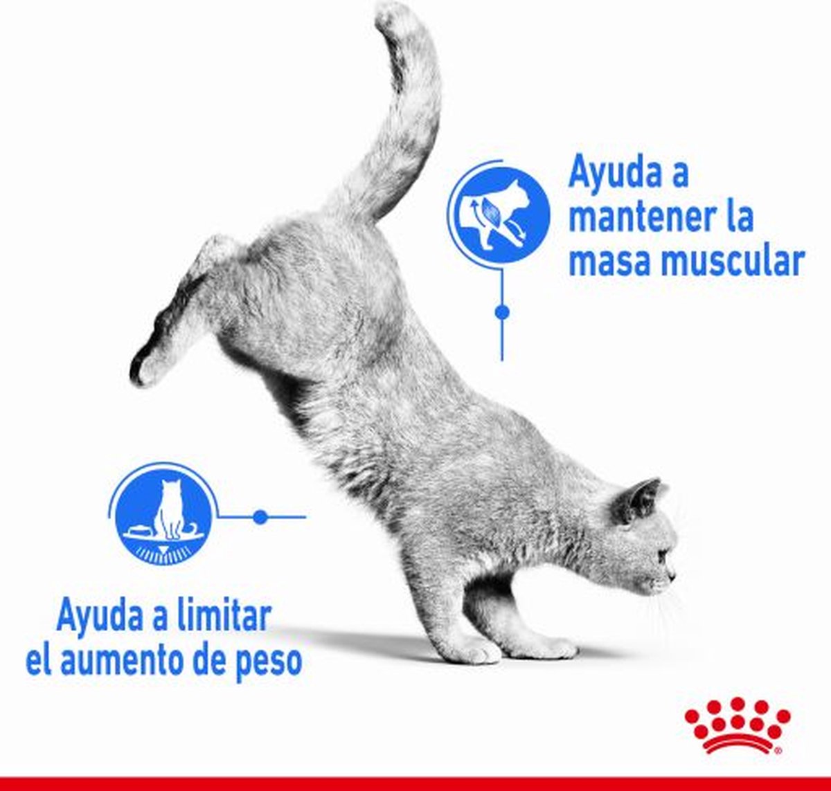  Royal Canin Light Weight Care - 3 Kg