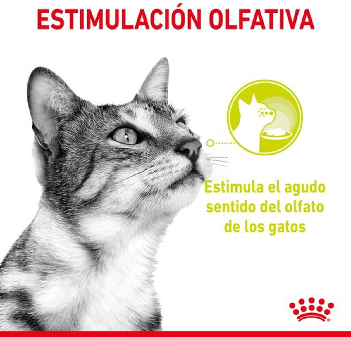  Royal Canin Sensory Multipack Mix - In Gravy - Kattenvoer - 12x85 G