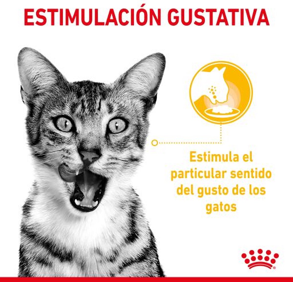  Royal Canin Sensory Multipack Mix - In Gravy - Kattenvoer - 12x85 G