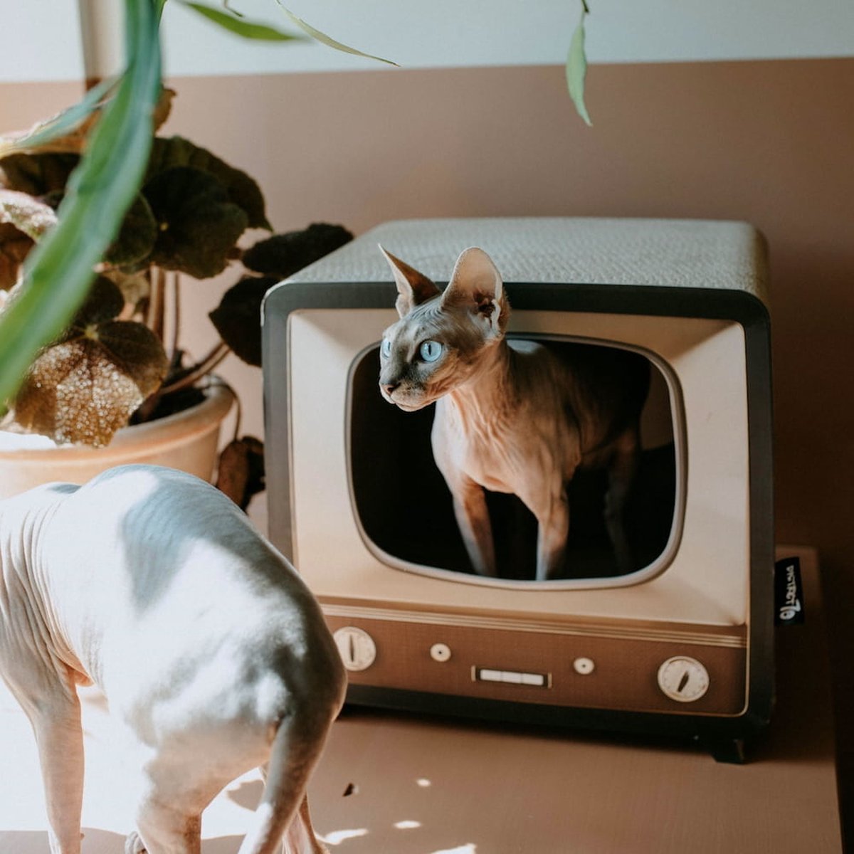  District 70 TELLY - Retro TV Krabmeubel - Instagrammable Kartonnen TV Voor Katten - 39 X 27 X 37 Cm