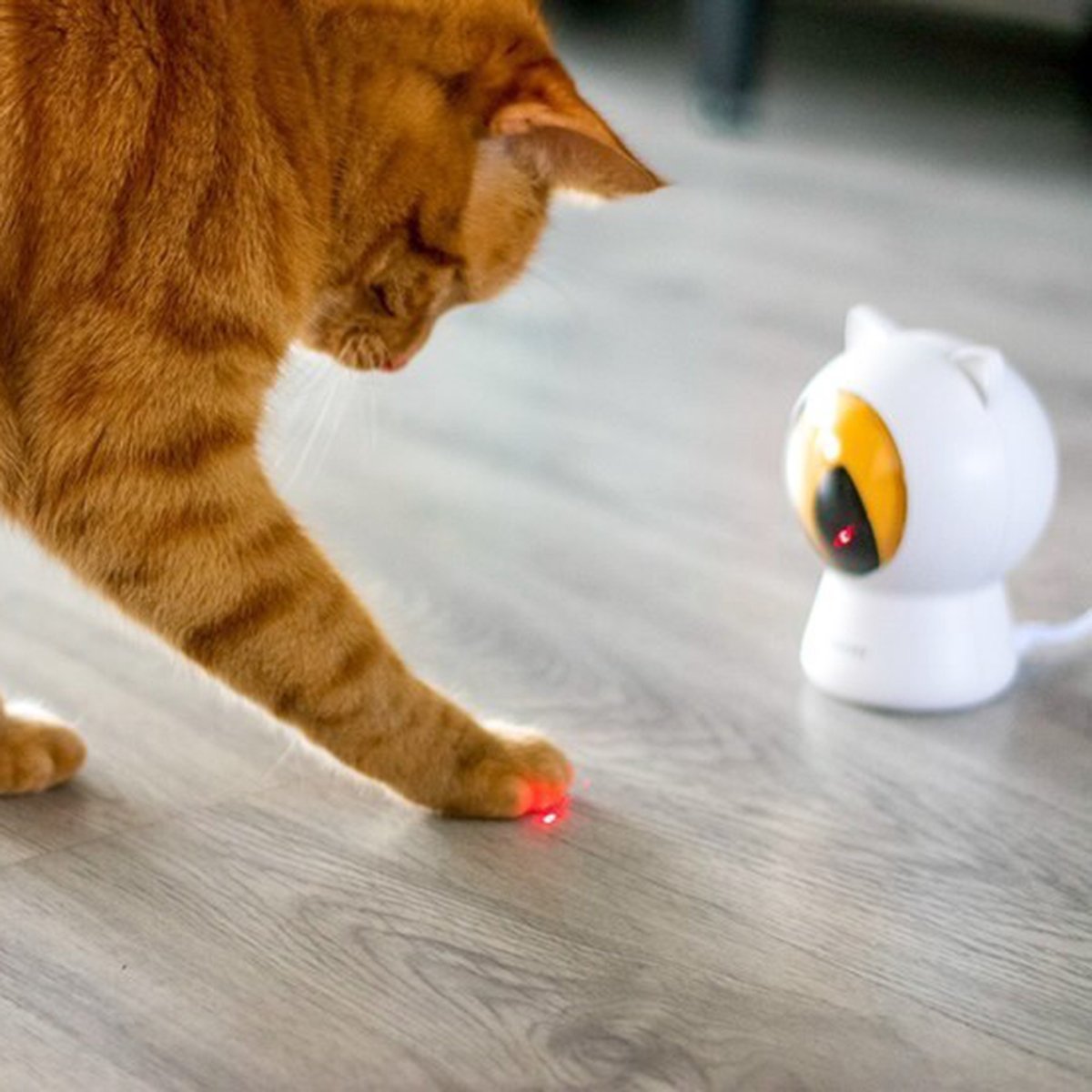  Pettadore - Laser Kattenspeeltjes - Smart Met Autoplay En Handmatig Via App
