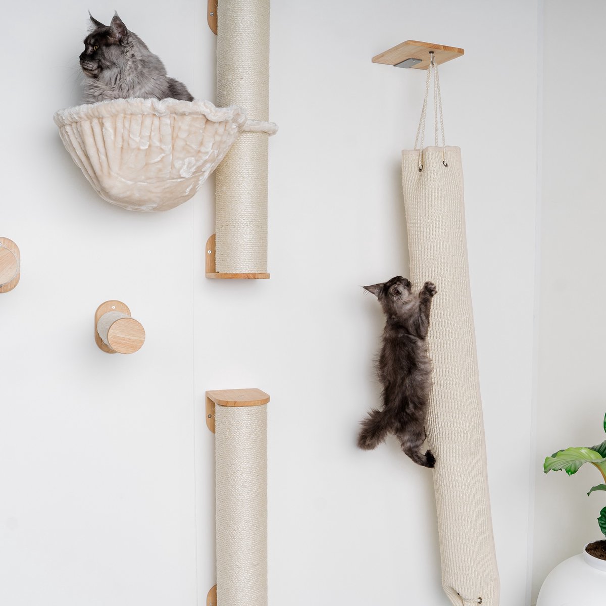 RHRQuality Wandmeubel Wandmontage Klimmuur Kat 175 X 16cm Klim En Klauterzak Beige Wand Muur Krabpaal Katten Muurbevestiging
