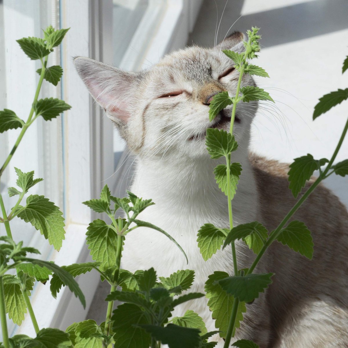  Mint Kitty Katten Speelgoed Set Van Kattenkussen Met Kattenkruid