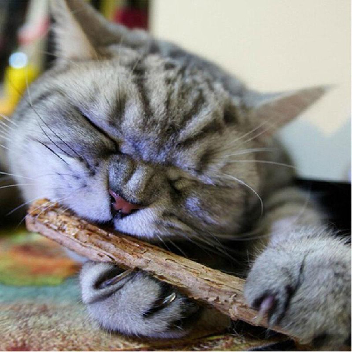 Merkloos Kattensnacks - [ 5 Stuks ] - Kattenkruid - Matatabi Stokjes