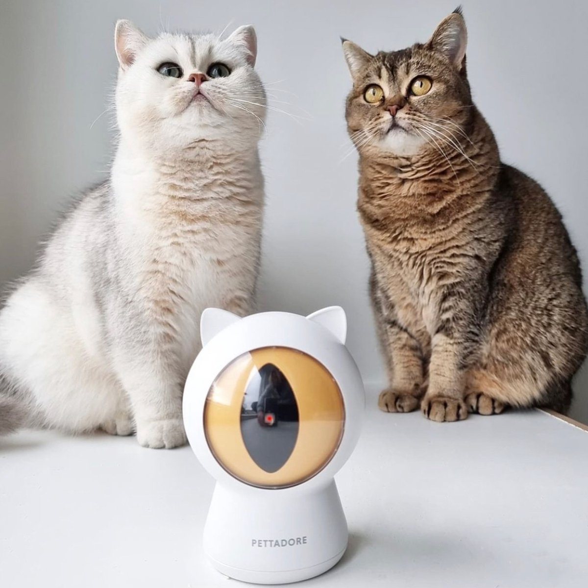  Pettadore - Laser Kattenspeeltjes - Smart Met Autoplay En Handmatig Via App