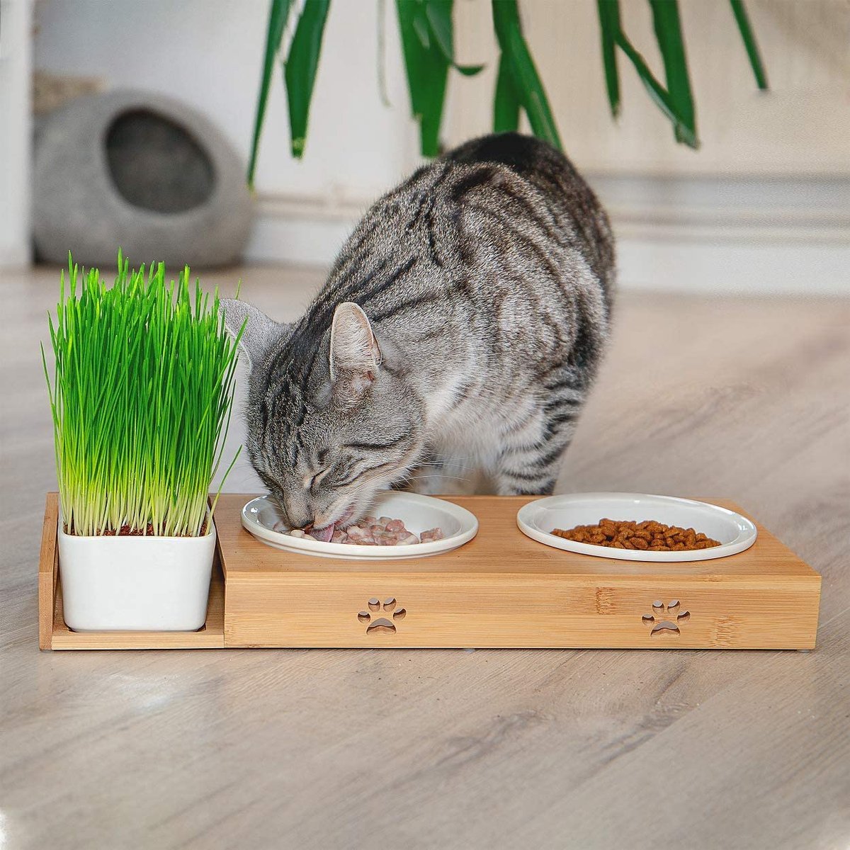  Pfotenolymp® Voederstation Met Kattengras Voor Katten - Porseleinen Kattenbak/Voedingsbak - Verhoogde Kom Set Met Kattengrasbak - Voerbak Hoog