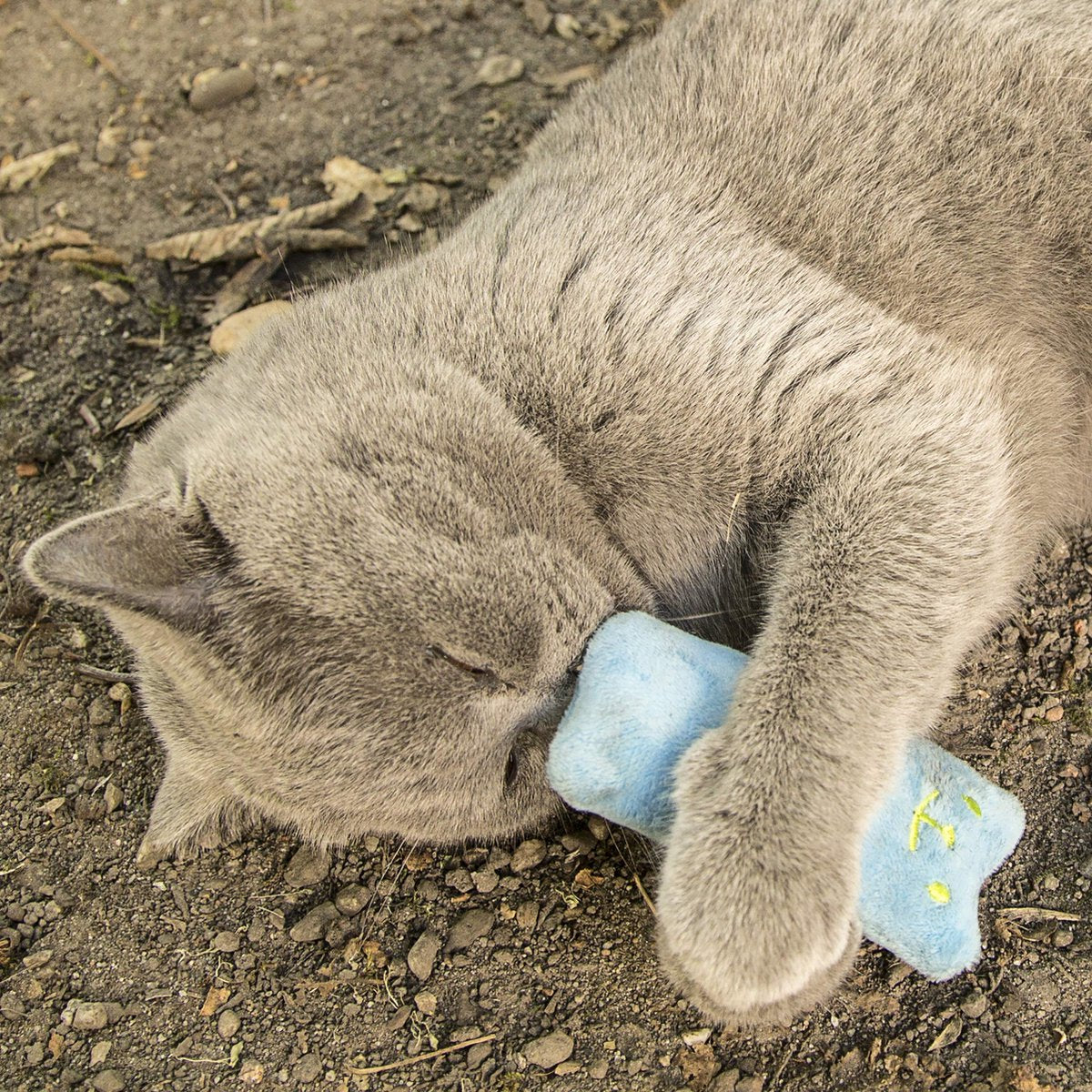  Mint Kitty Katten Speelgoed Set Van Kattenkussen Met Kattenkruid
