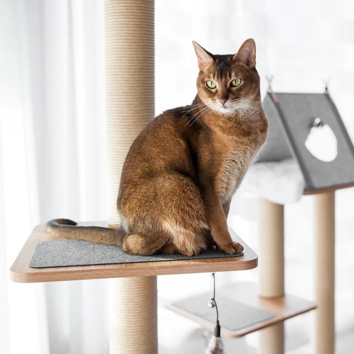  BeOneBreed Katt3 EVO Tower - Krabpaal Voor Katten Van Vloer Tot Plafond – Inclusief 3 Vilten Matjes En Hangspeeltje - Gelamineerd Hout - Maximale Hoogte 254 Cm