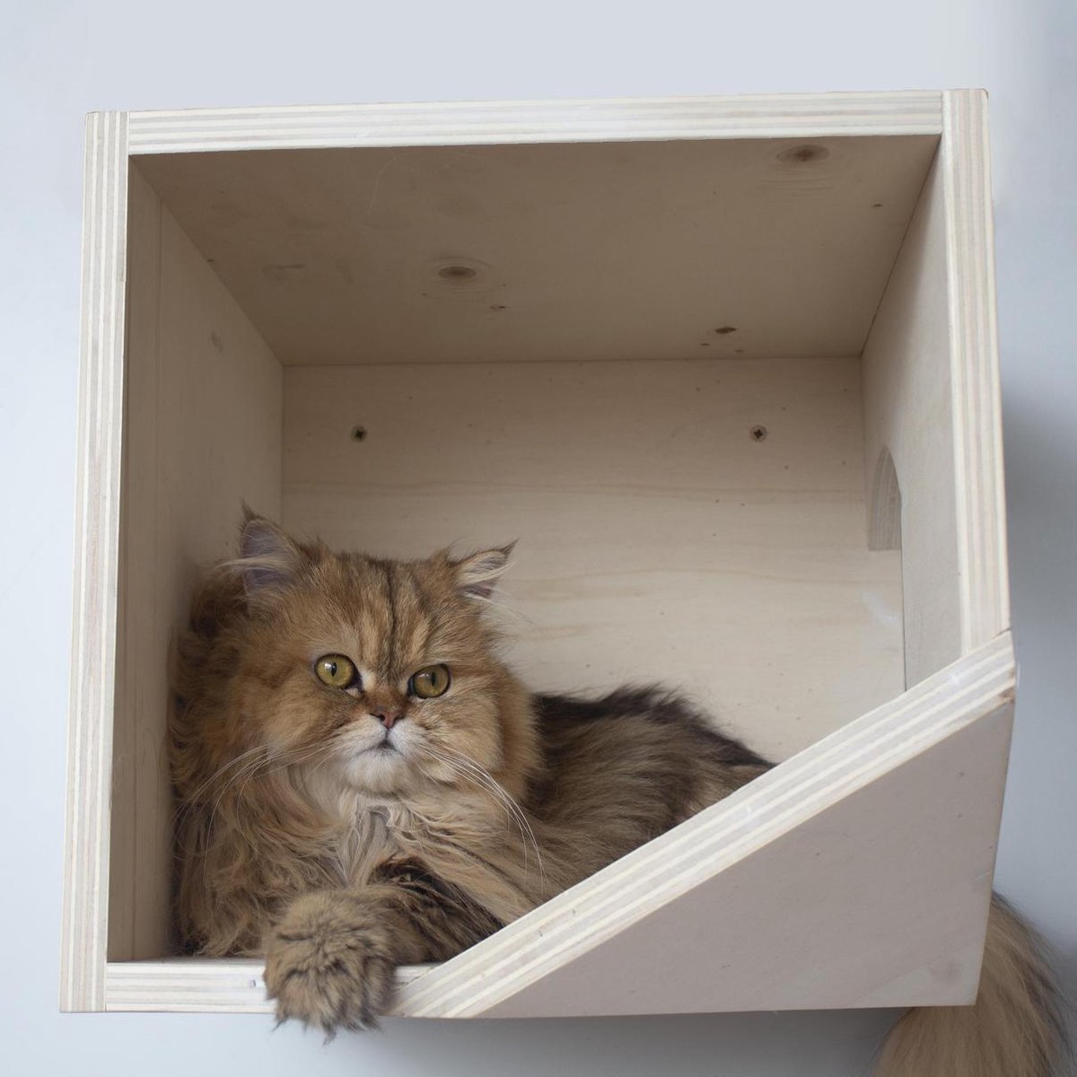  Plankjes Voor De Kat - Kattenplankjes - Muurplankjes - Klimmuur Kat - Katten Klimmuur - Loopplankjes Kat - Kattenmuur - Katten Klimwand - Huisje Rechts