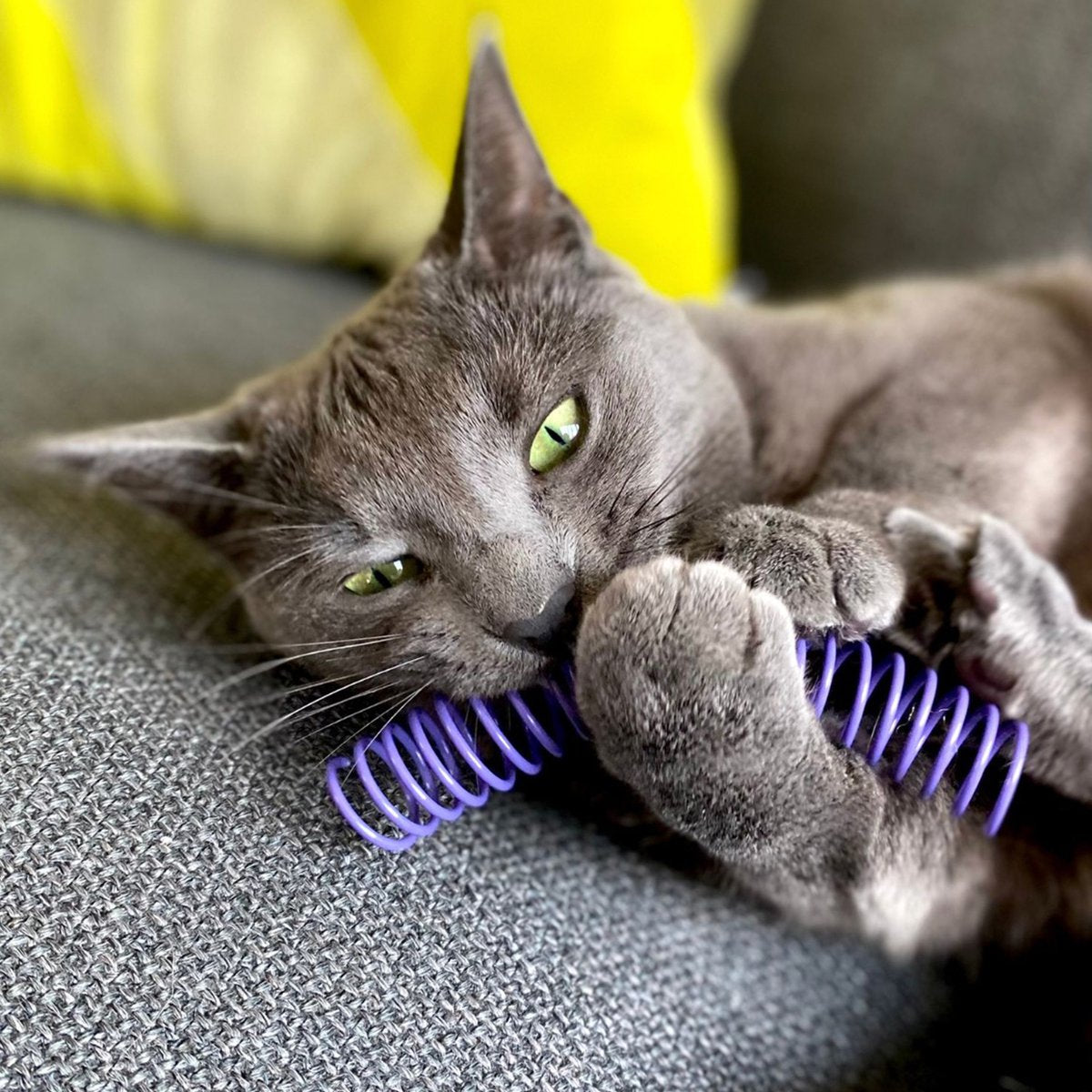  Pettadore Springs - Kattenveertjes - Kattenspeelgoed - Kattenspeeltjes - 9 Stuks