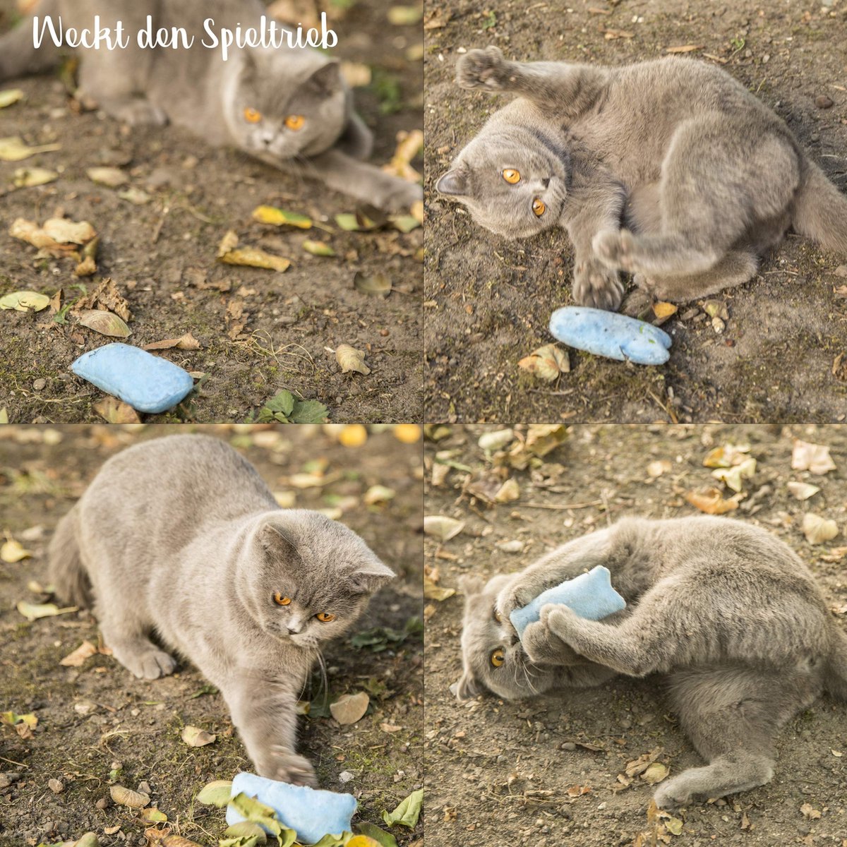  Mint Kitty Katten Speelgoed Set Van Kattenkussen Met Kattenkruid