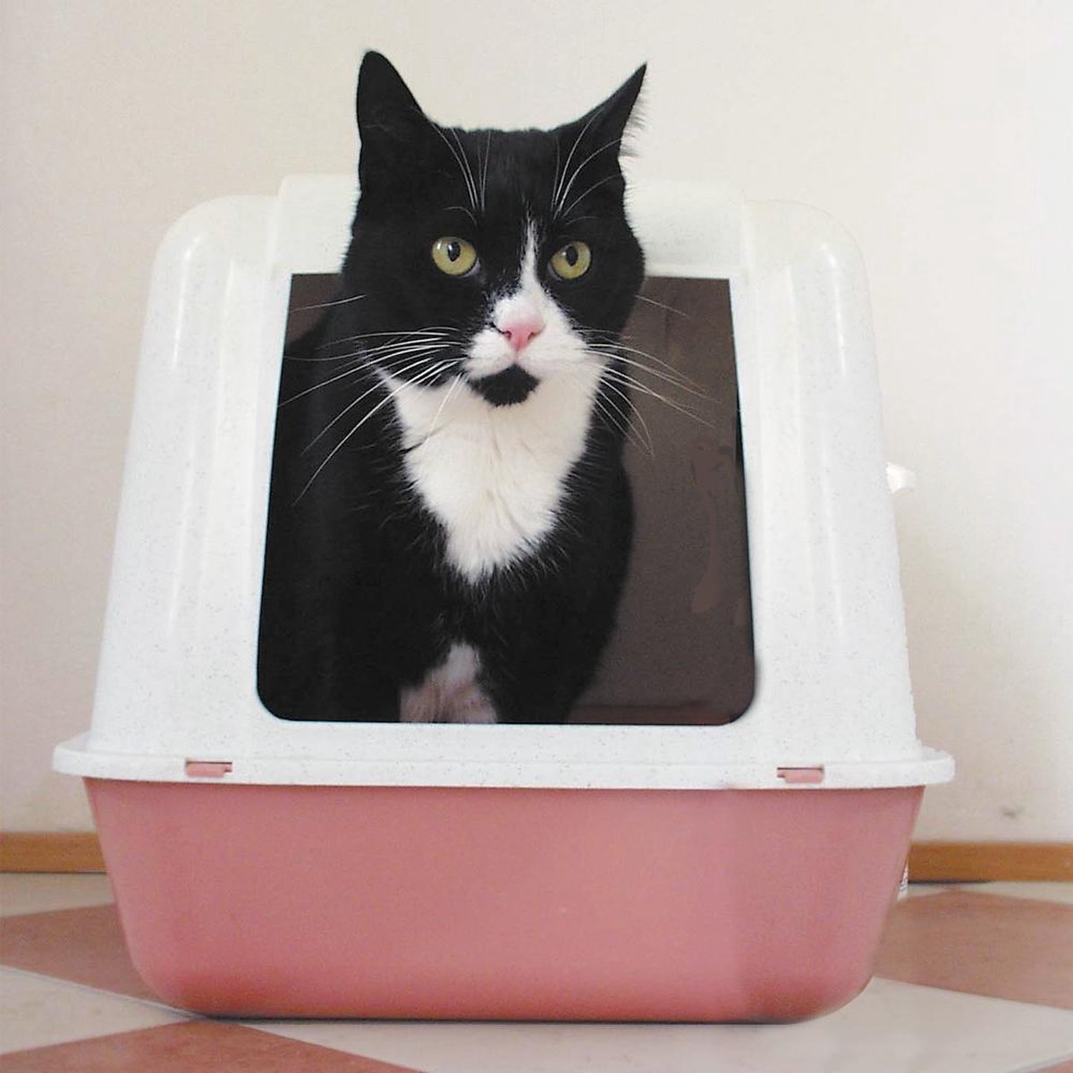  HG Tegen Kattenbakgeur - 500ml - Ongevaarlijk Voor Dier En Mens - Geurloos