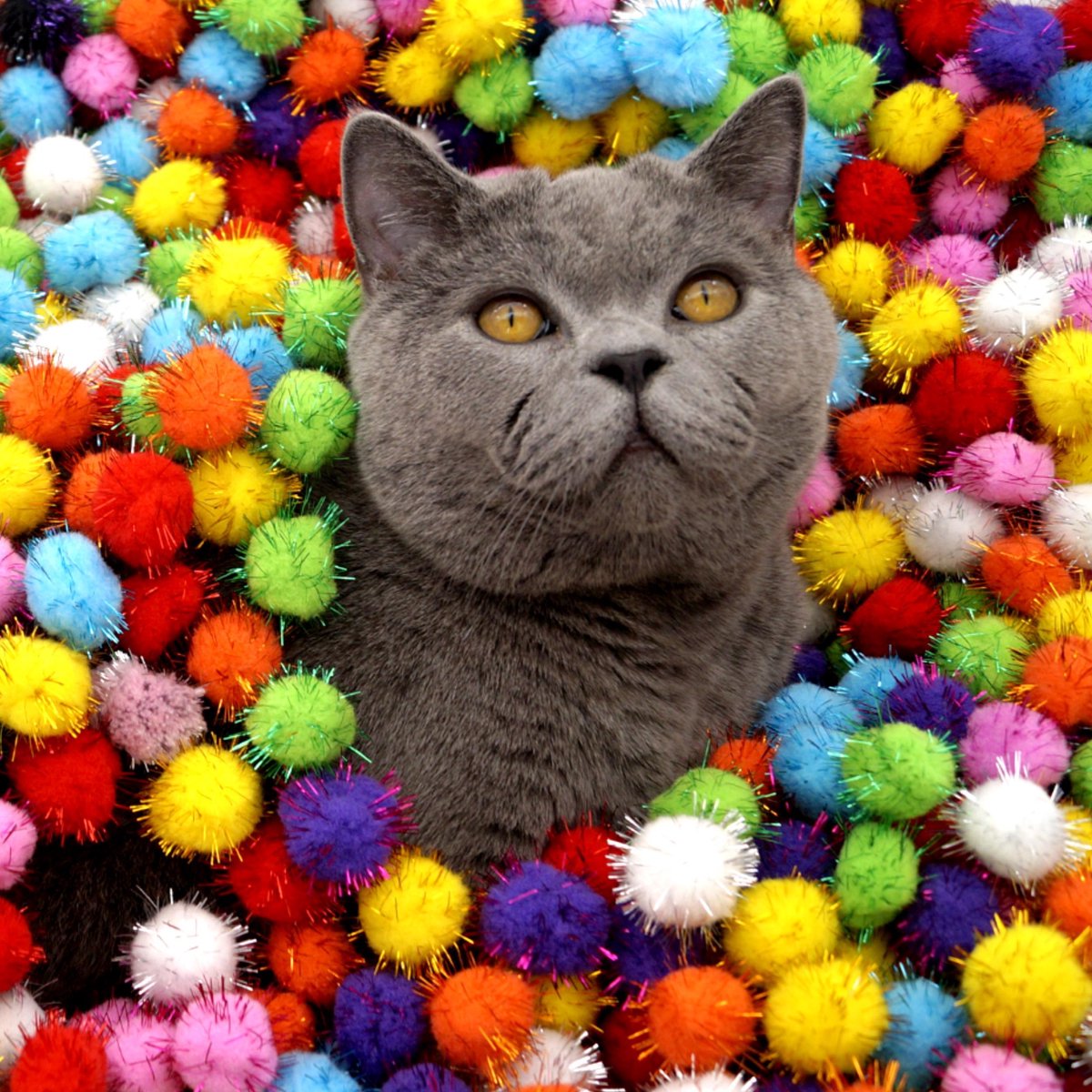  Make Me Purr Glitter Pompon Ballen (10 Stuks) - Kattenspeeltjes - Kattenspeelgoed - Speelgoed Voor Katten - Kat Speeltje Bal - Kitten Speeltjes Balletjes