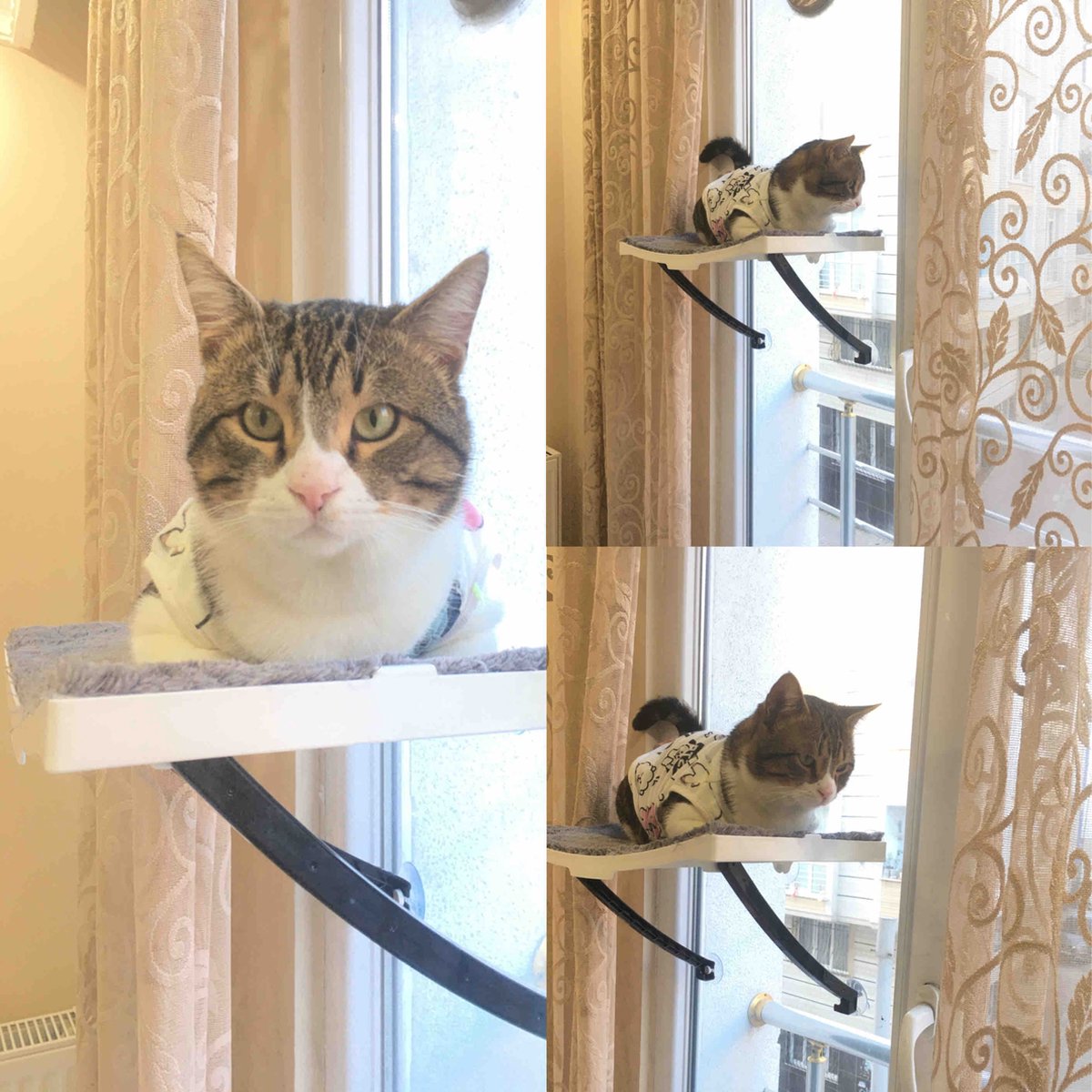  Hobipets - Kattenmand Raam - 5 Zuignappen - Hangmat Kat Raam