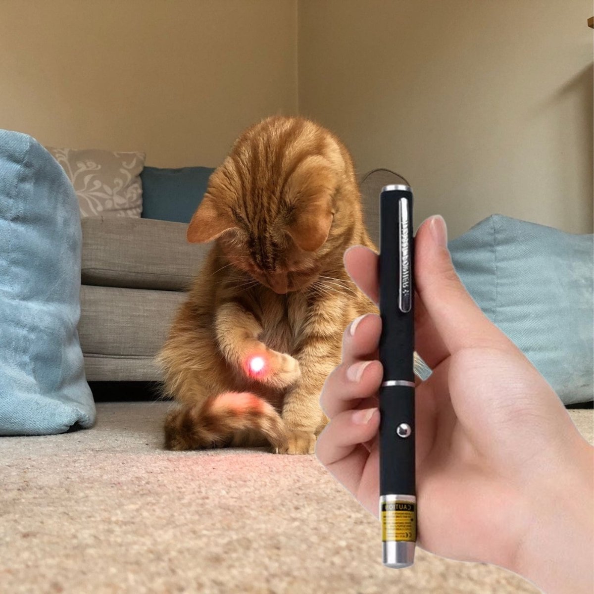  Katten Laser - Dierenwinkel Nederland