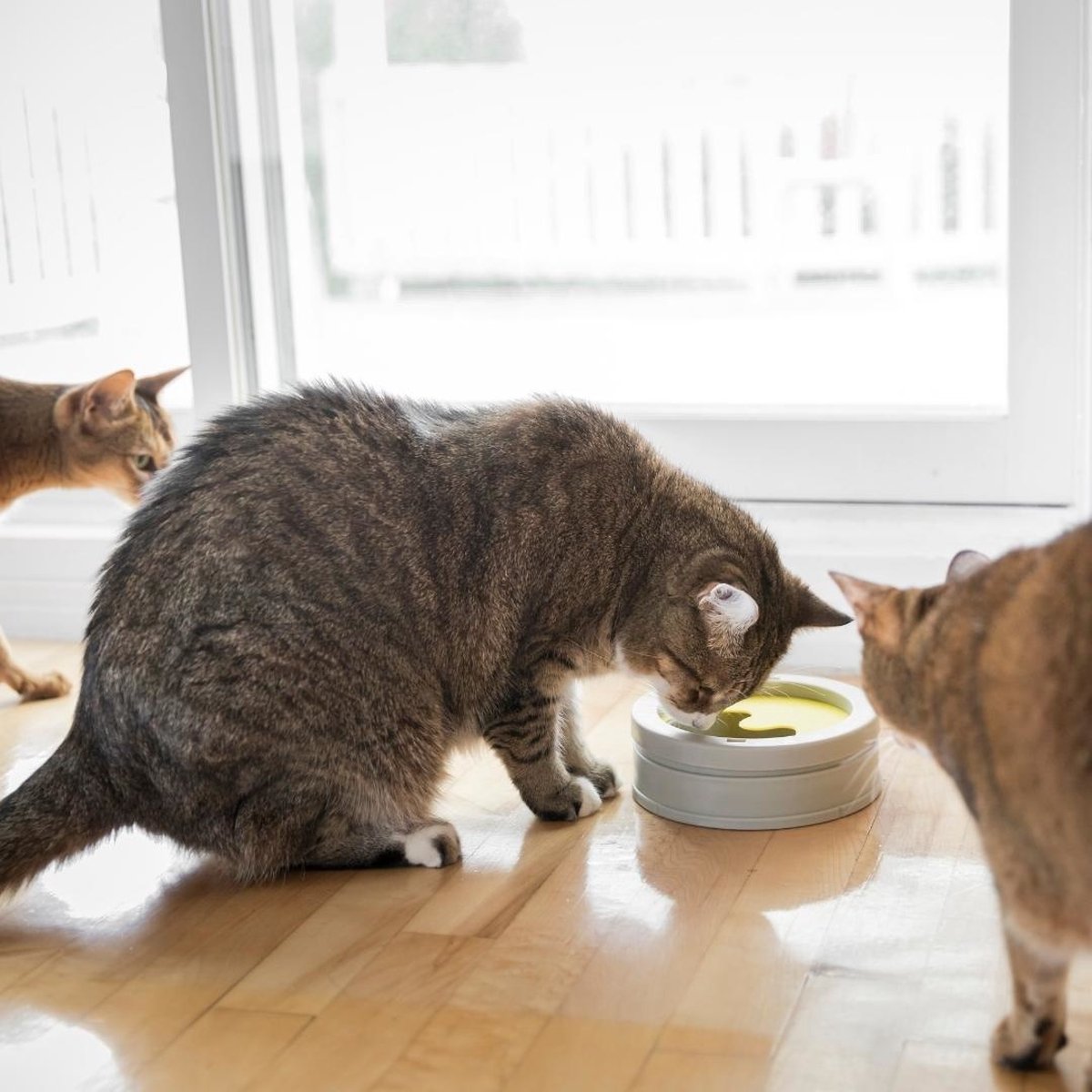  BeOneBreed Intellikatt - Slowfeeder Voor Katten - Voerpuzzel Aanbevolen Door Dierenartsen En Kattengedragsdeskundigen