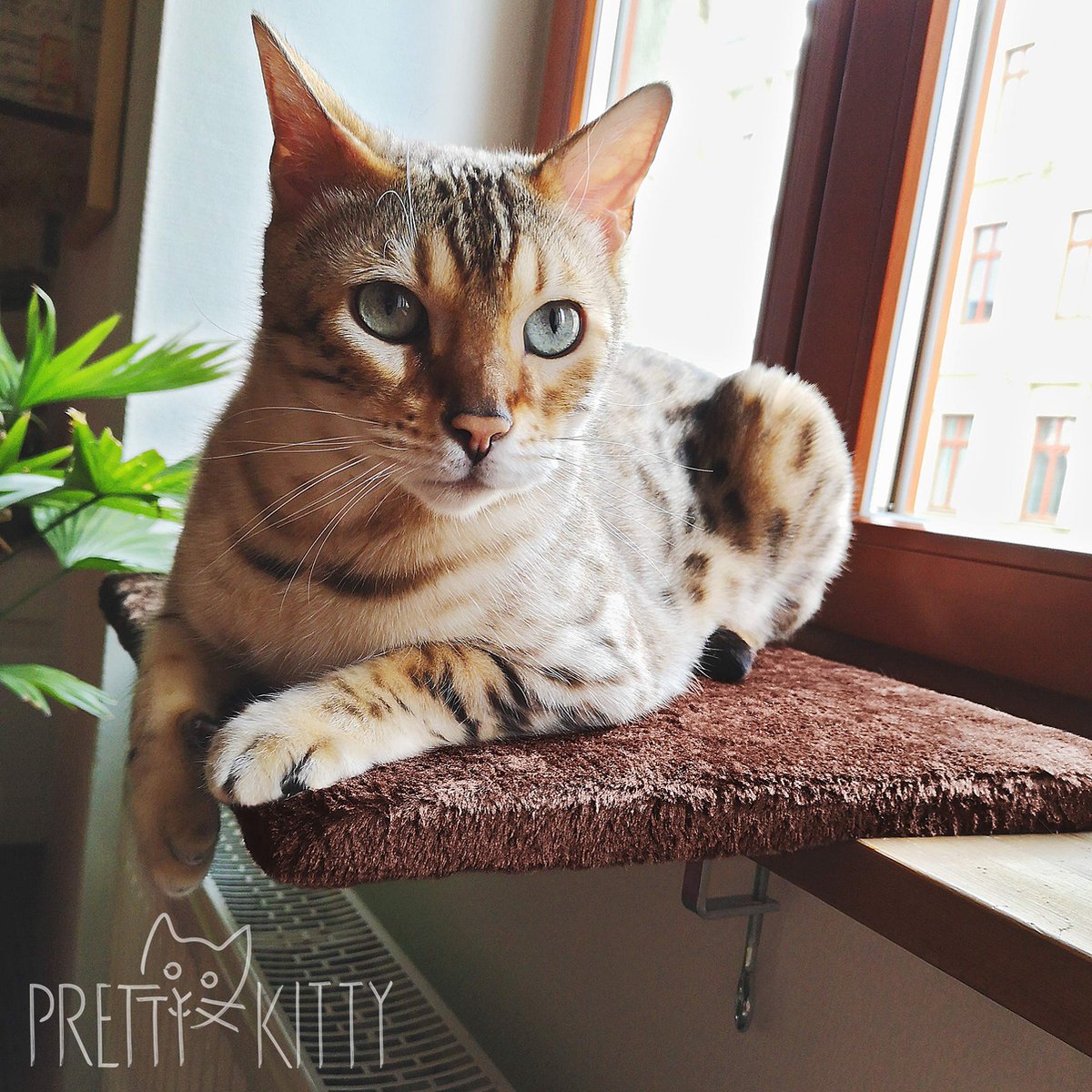 PRETTY KITTY Cat Window Bed 32x41cm: Knuffelig Kattenbed Voor De Vensterbank, Premium Kattenbed Fluffy Voor Het Raam, Vensterbank Kat - Wasbaar, Vensterbank Kat