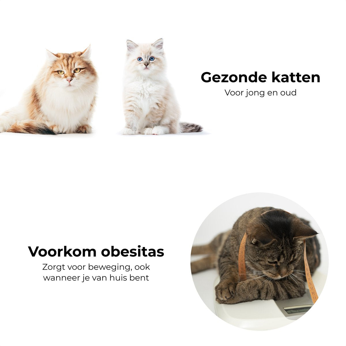  Pettadore Springs - Kattenveertjes - Kattenspeelgoed - Kattenspeeltjes - 9 Stuks