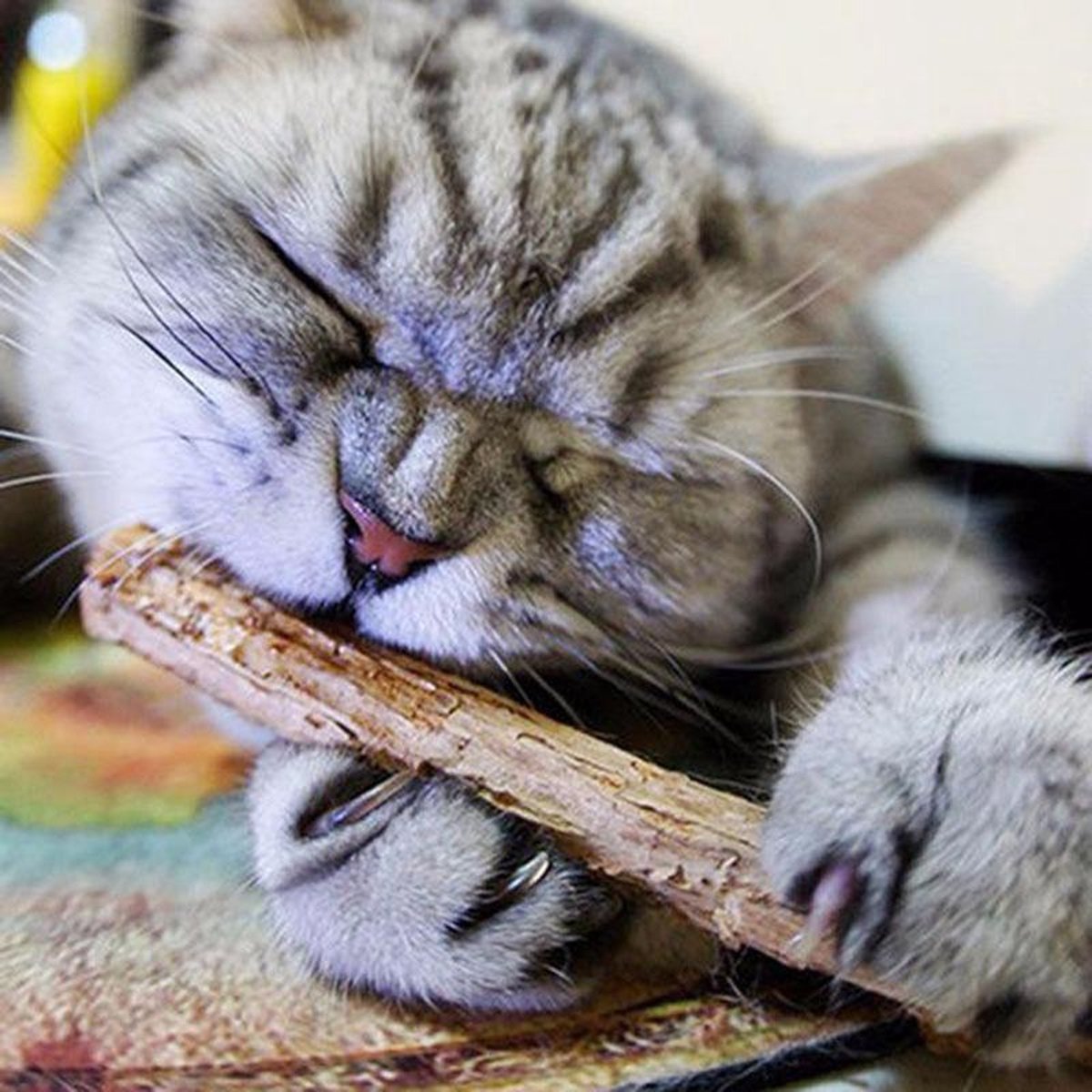 Merkloos Kattenkruid Stokjes|Kattensnacks|Catnip|Matabi Stokjes|100% Natuurlijk|10 Stuks