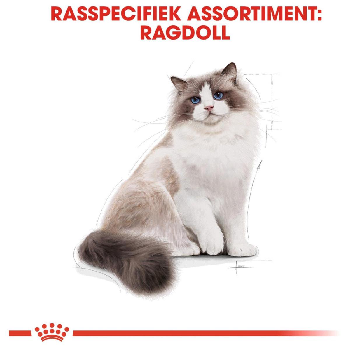  Royal Canin Ragdoll Adult - Kattenvoer - 10 Kg