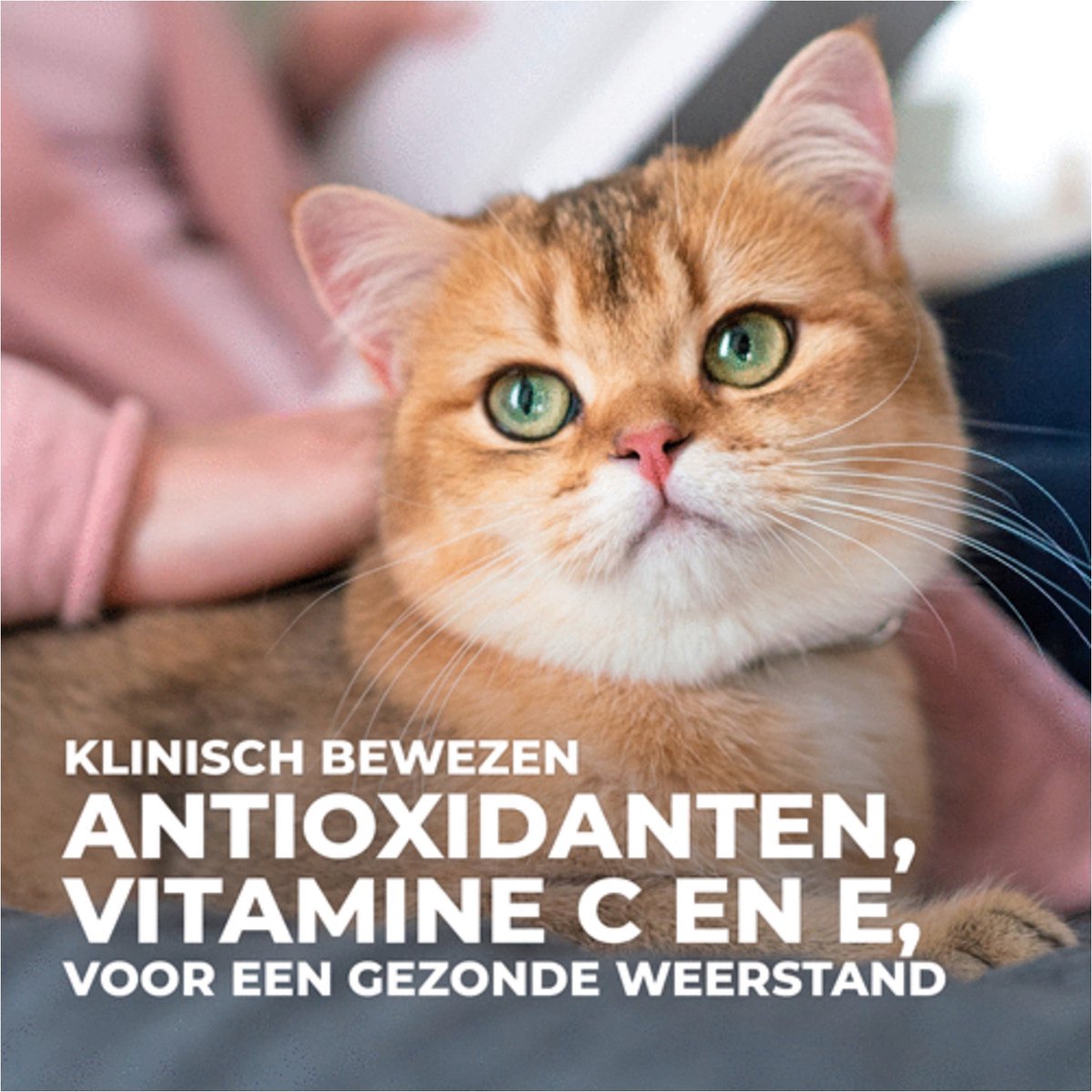  Hill's Science Plan Kattenvoer Adult Tonijn 7 Kg