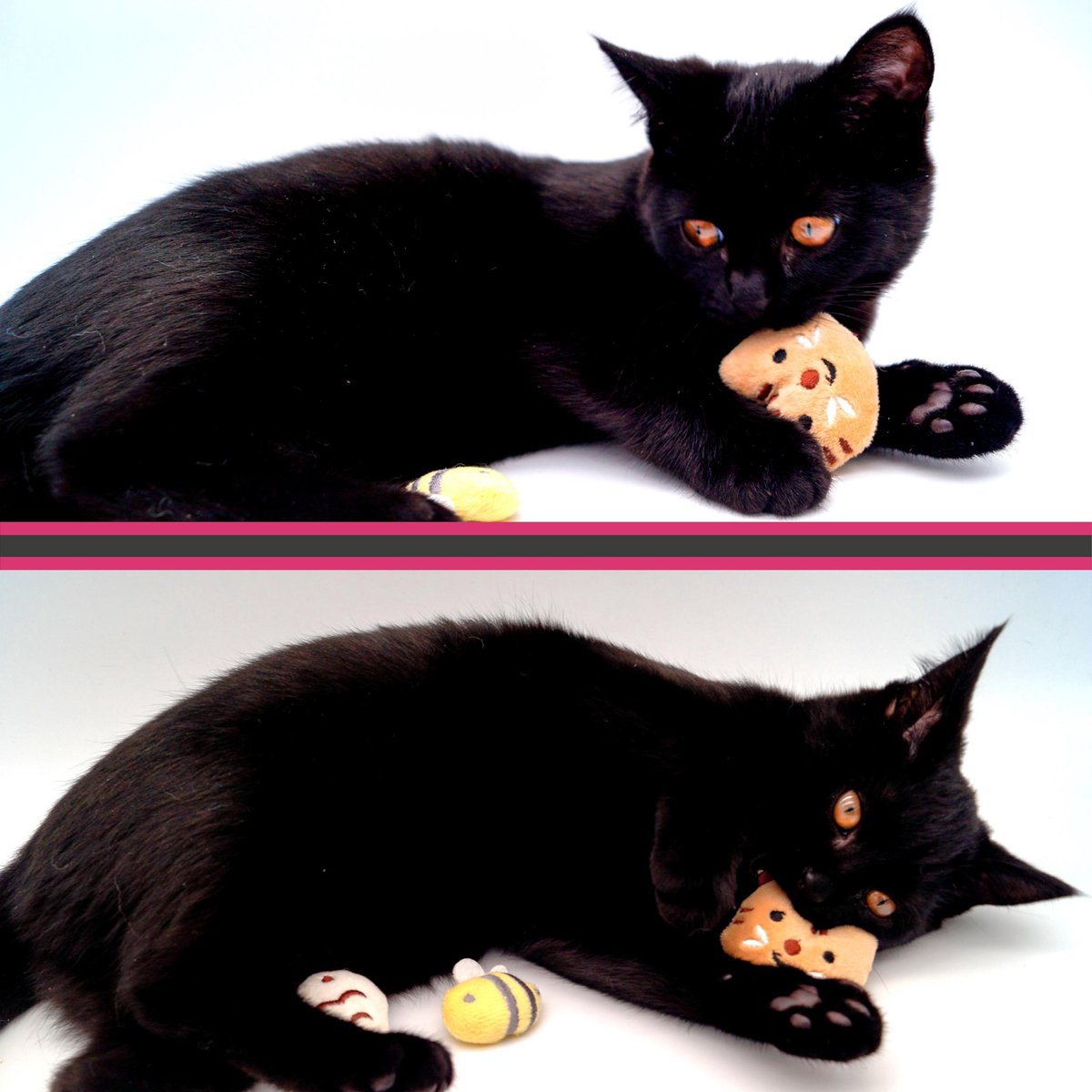  Make Me Purr Mini Dieren Set (3 Stuks) - Kattenspeeltjes Met Catnip Kattenkruid - Kattenspeelgoed - Speelgoed Voor Katten Vissen - Kat Speeltje Vis - Kitten Speeltjes Visjes
