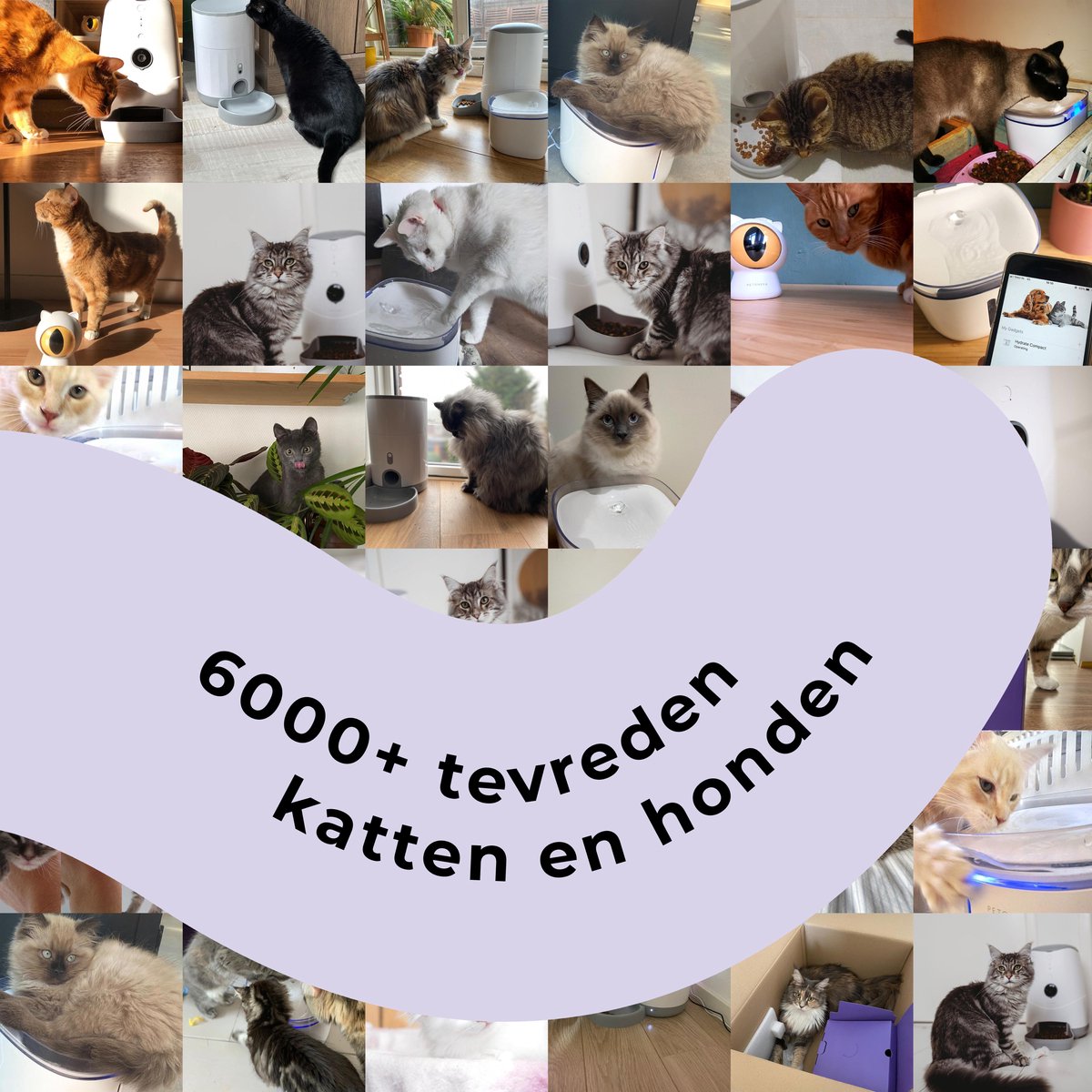  Pettadore - Laser Kattenspeeltjes - Smart Met Autoplay En Handmatig Via App