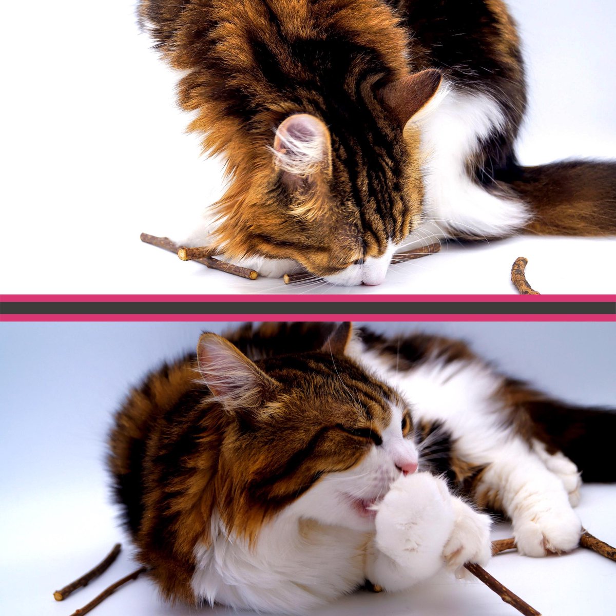  Make Me Purr Matatabi Sticks (20 Stuks) - Silver Vine Kattenkruid Stokjes - Catnip Effect Kauwstokjes - Kattensnack Kattensnoepjes - Kattenspeelgoed Kattenspeeltjes
