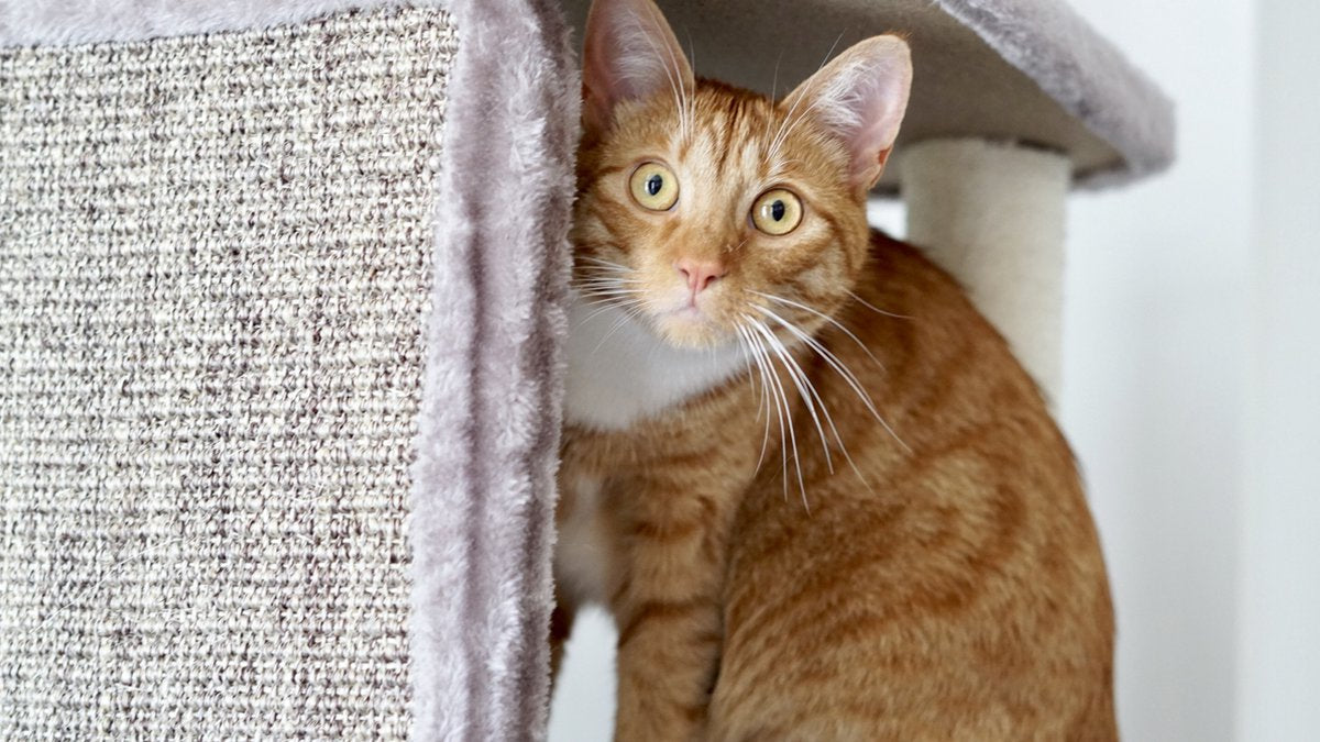  Petrebels Little Rock 99 Katten Krabpaal - Cappuccino - 99 Cm - Stabiel