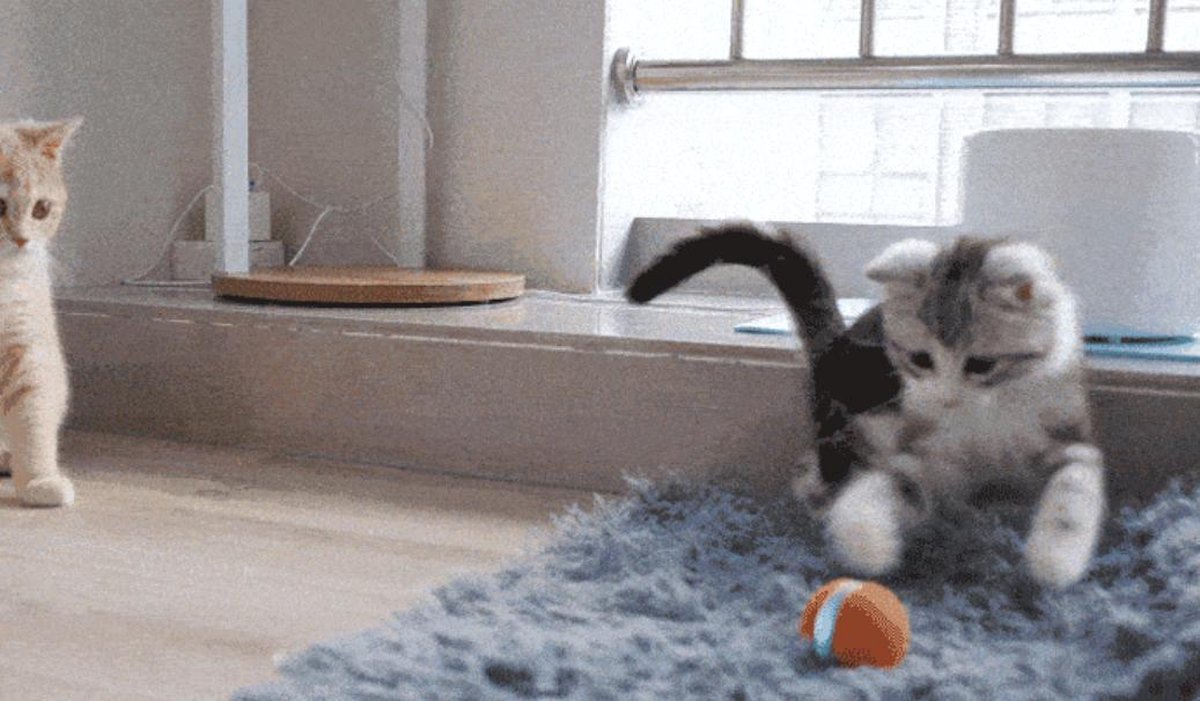  Cheerble Mini Ball 2.0 - Slimme Interactieve Zelf Rollende Bal Voor Katten - 3 Speelmodi - Kattenspeeltjes - USB Oplaadbaar - Rood