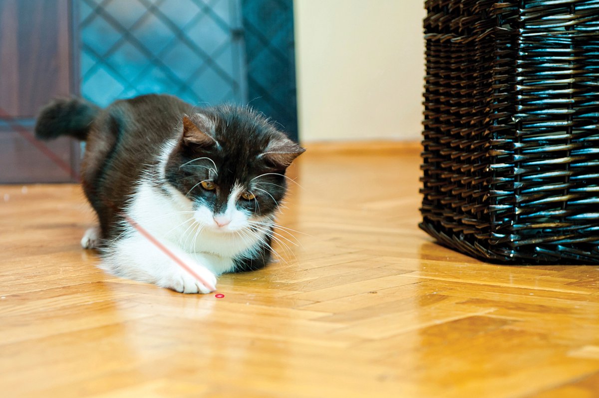  Kong Laser - Laserlamp - Kattenspeelgoed