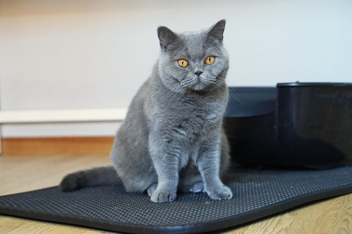 Merkloos Tastelio XXL Kattenbakmat 75x55cm - Groot Kattenbak Mat Met Innovatieve Honingraatstructuur - Dubbele Waterdichte Laag - Katten Bak Mat Met Eenvoudige Reiniging Grit Opvanger