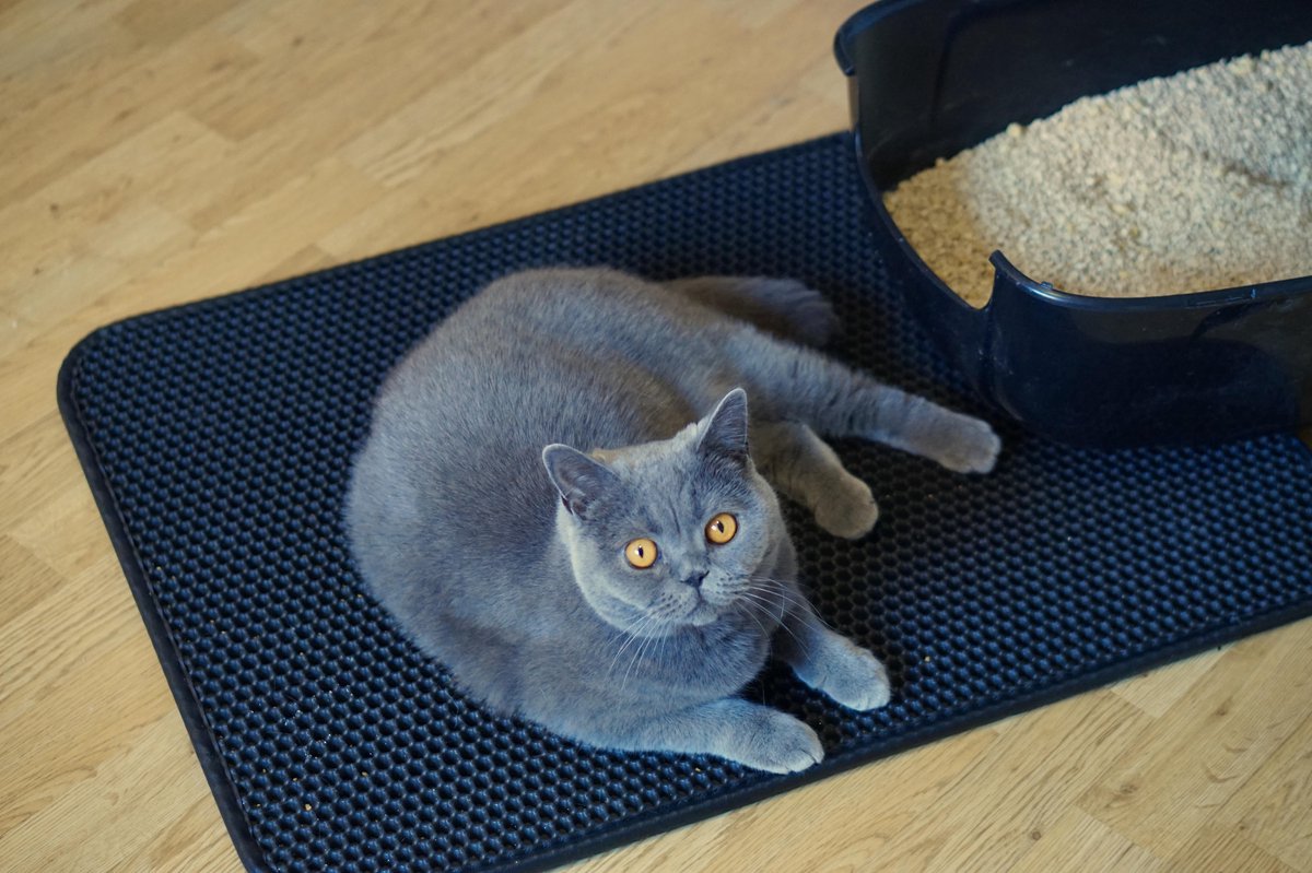 Merkloos Tastelio XXL Kattenbakmat 75x55cm - Groot Kattenbak Mat Met Innovatieve Honingraatstructuur - Dubbele Waterdichte Laag - Katten Bak Mat Met Eenvoudige Reiniging Grit Opvanger