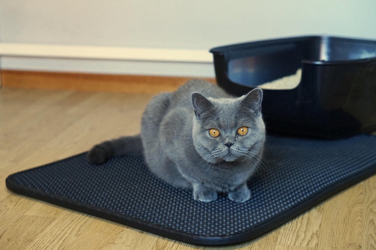 Merkloos Tastelio XXL Kattenbakmat 75x55cm - Groot Kattenbak Mat Met Innovatieve Honingraatstructuur - Dubbele Waterdichte Laag - Katten Bak Mat Met Eenvoudige Reiniging Grit Opvanger