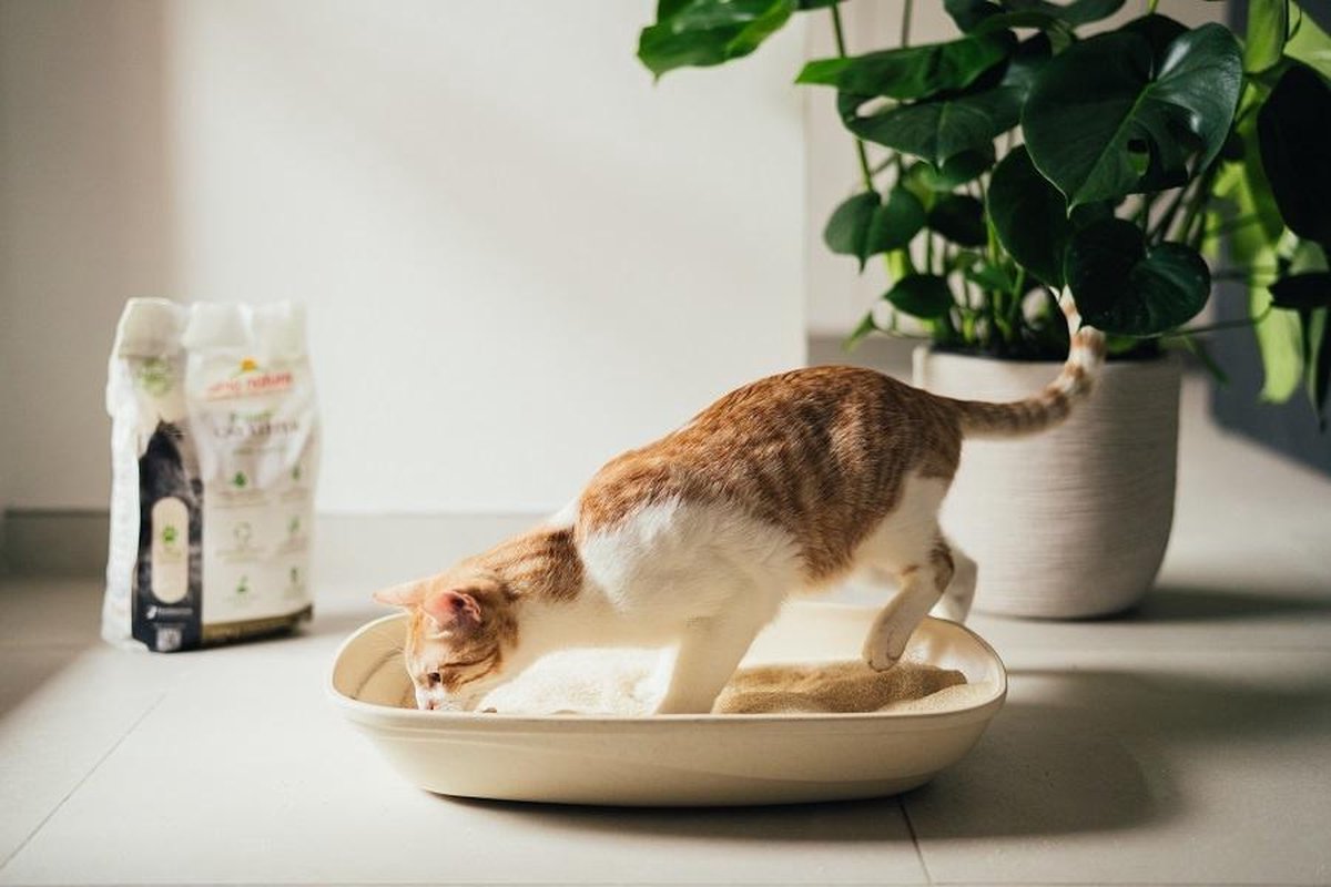  Almo Nature Zuinige Kattenbakvulling Klontvormend En Milieuvriendelijk - Inhoud 4,54 Kg