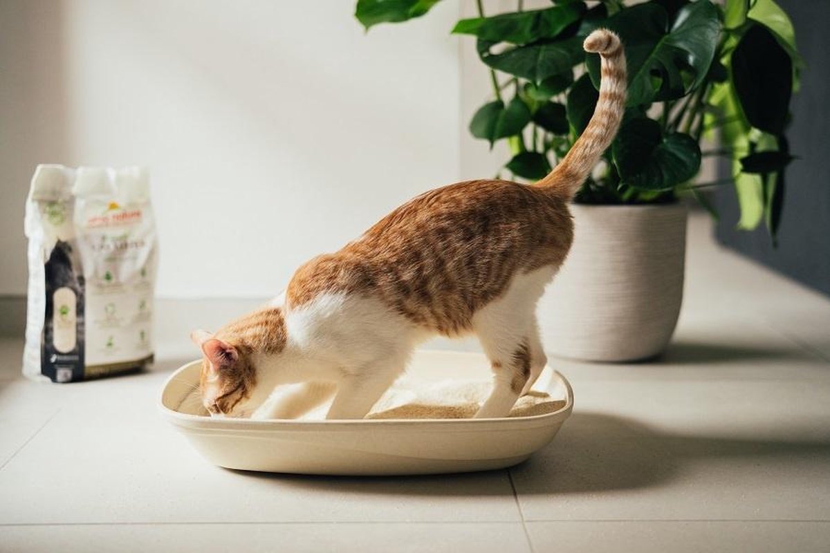  Almo Nature Zuinige Kattenbakvulling Klontvormend En Milieuvriendelijk - Inhoud 4,54 Kg