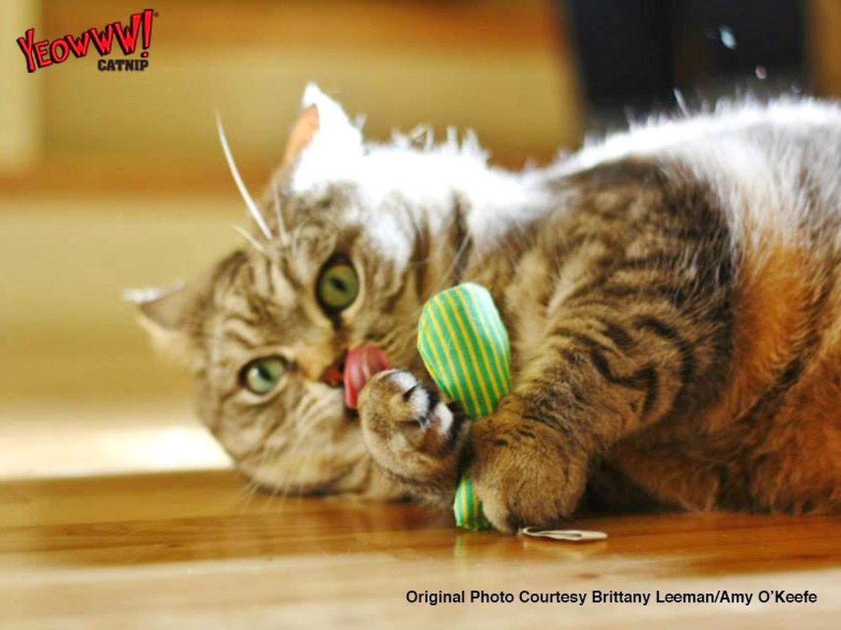  Yeowww! Stinkies Sardientje - Rood Met Sterren - 7.5 Cm - Catnip Kattenkruid ( Kattenspeeltjes )