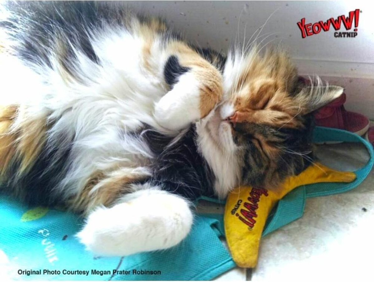  Yeowww! Chicata Banana - Speeltje Voor Katten Met Kattenkruid - De Meest Krachtige Catnip Ter Wereld – Onweerstaanbaar – Katoen – 17.7 Cm - Geel