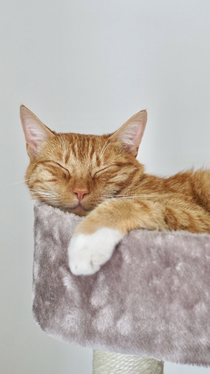  Petrebels Little Rock 99 Katten Krabpaal - Cappuccino - 99 Cm - Stabiel