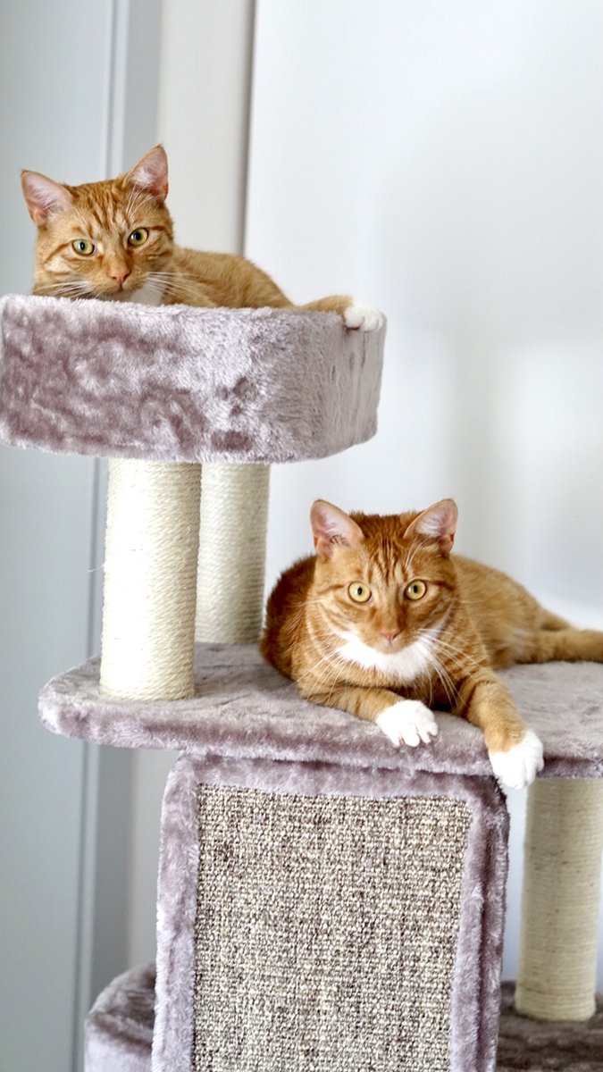  Petrebels Little Rock 99 Katten Krabpaal - Cappuccino - 99 Cm - Stabiel